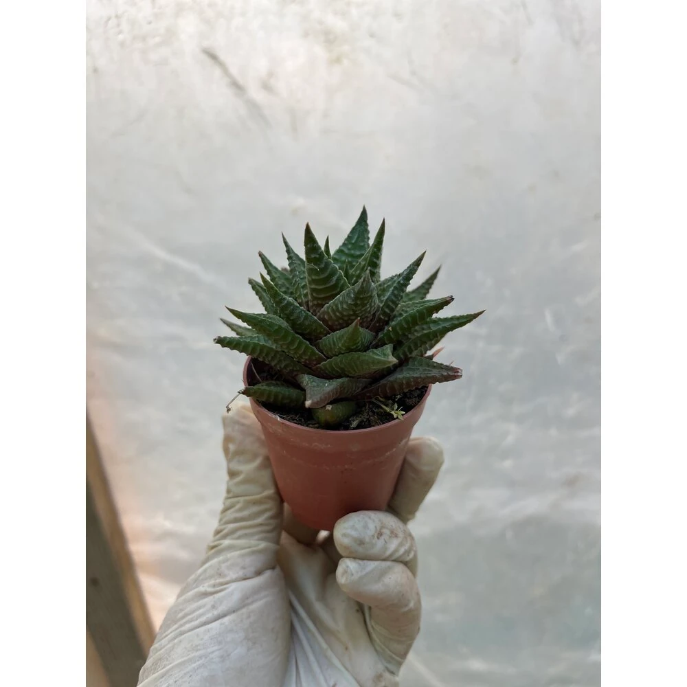 Yılan derisi kaktüs Haworthia