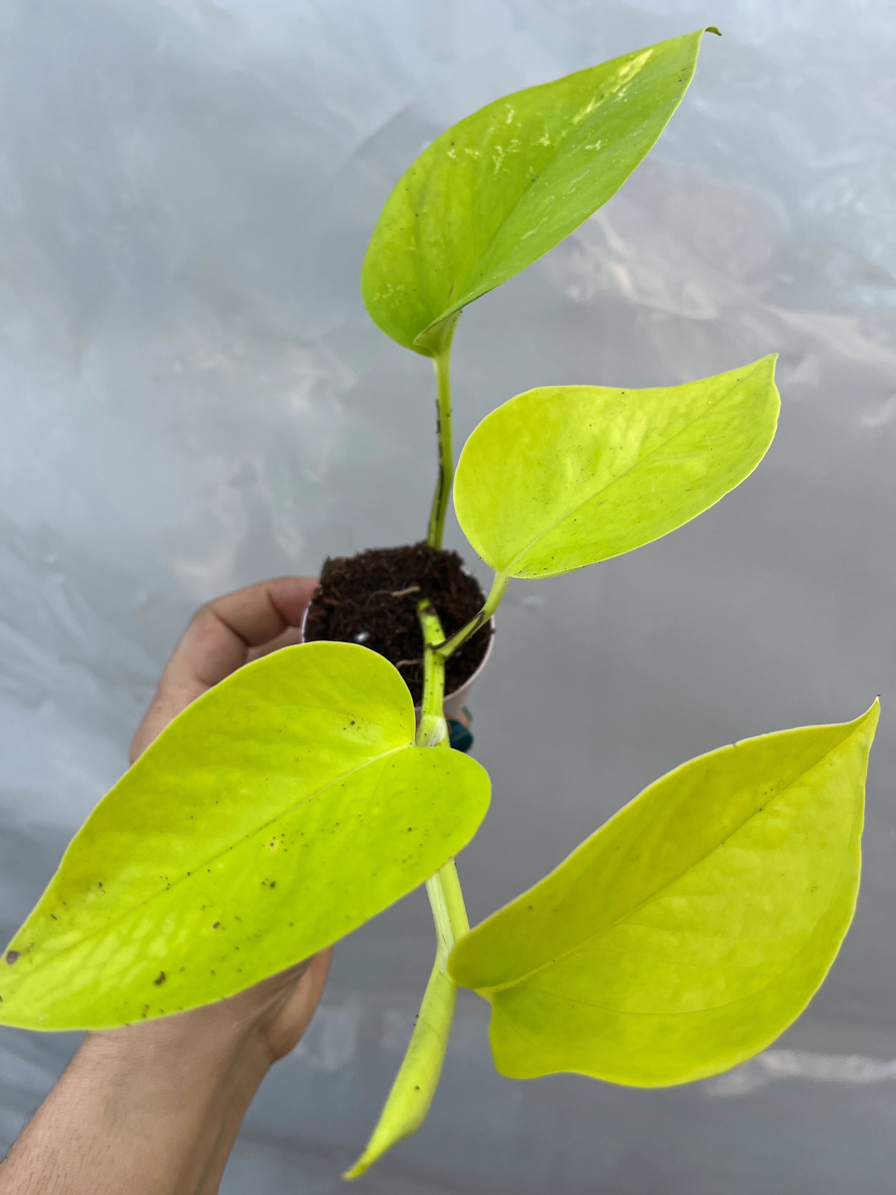 Pothos Golden