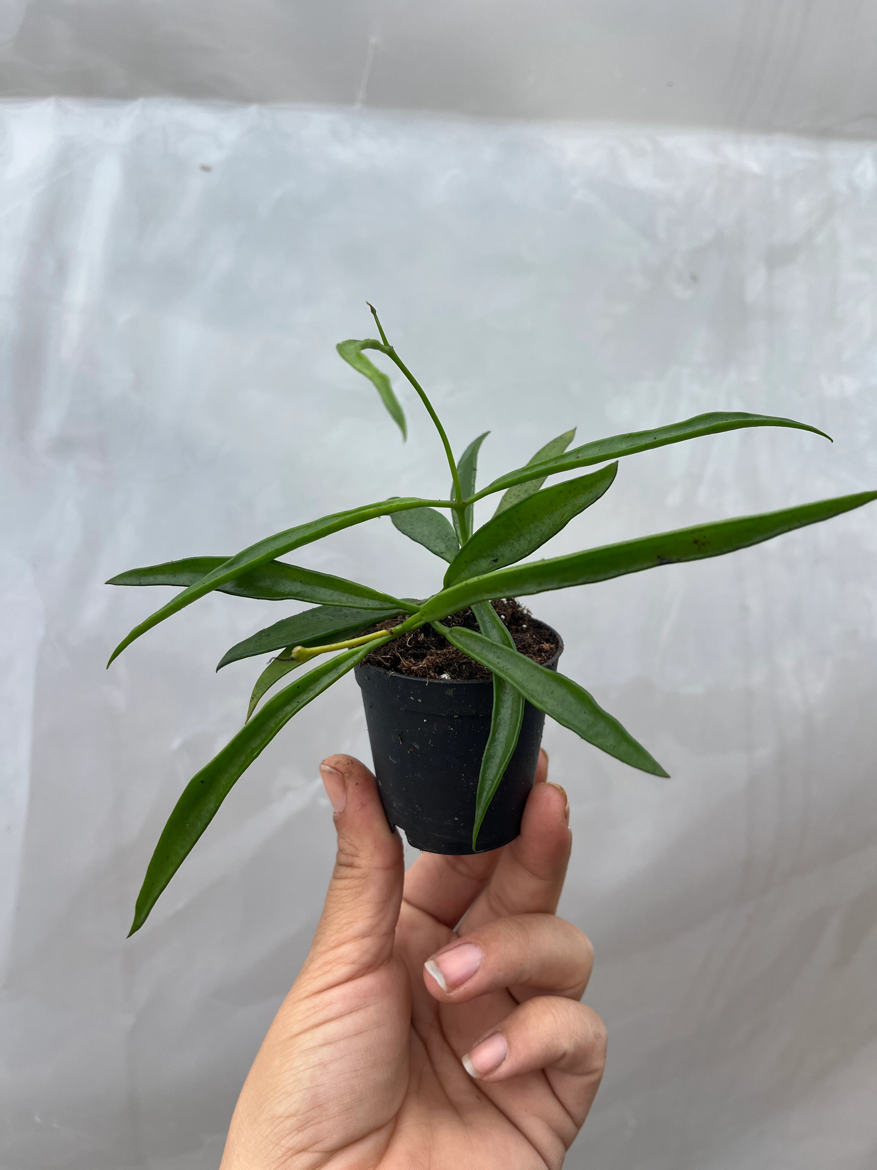 Hoya Longifolia Kokulu Mum Çiçeği