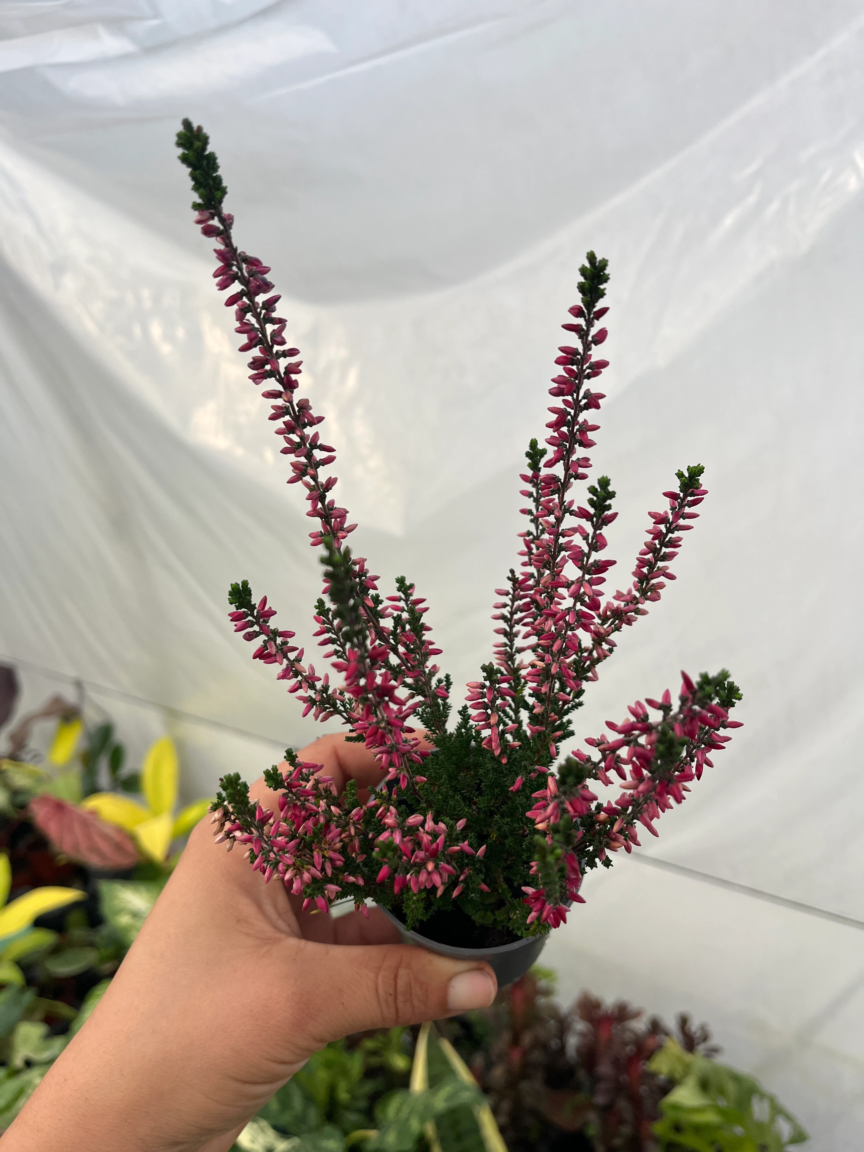 Erika Funda Çiçeği Fuşya 