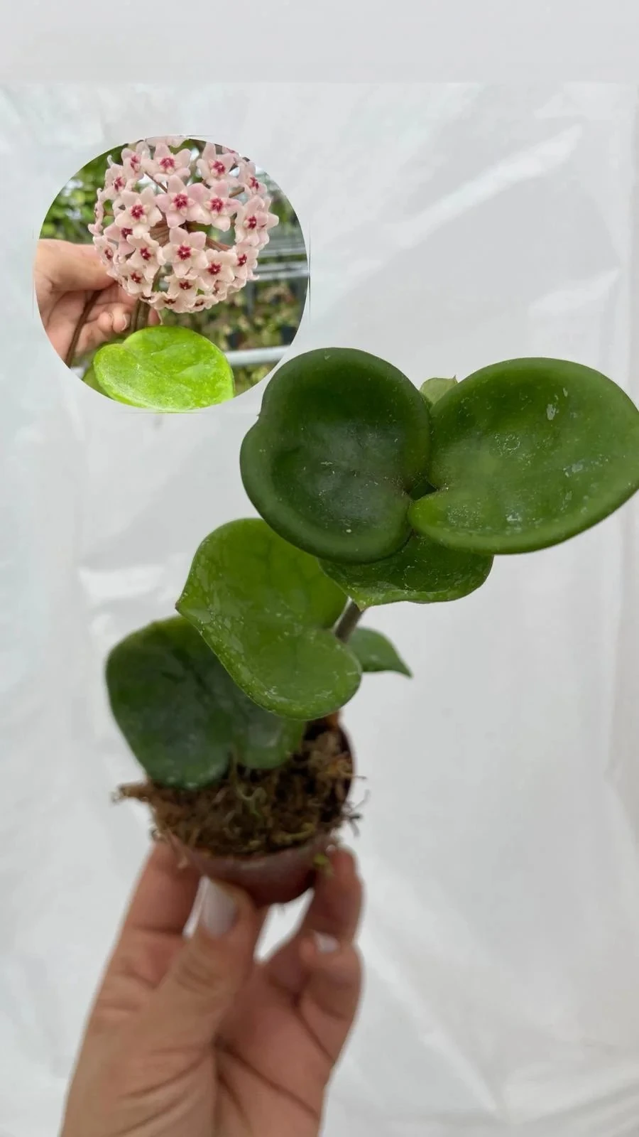 Hoya Big Raund Chelsea Mum Çiçeği 5,5lik Saksıda