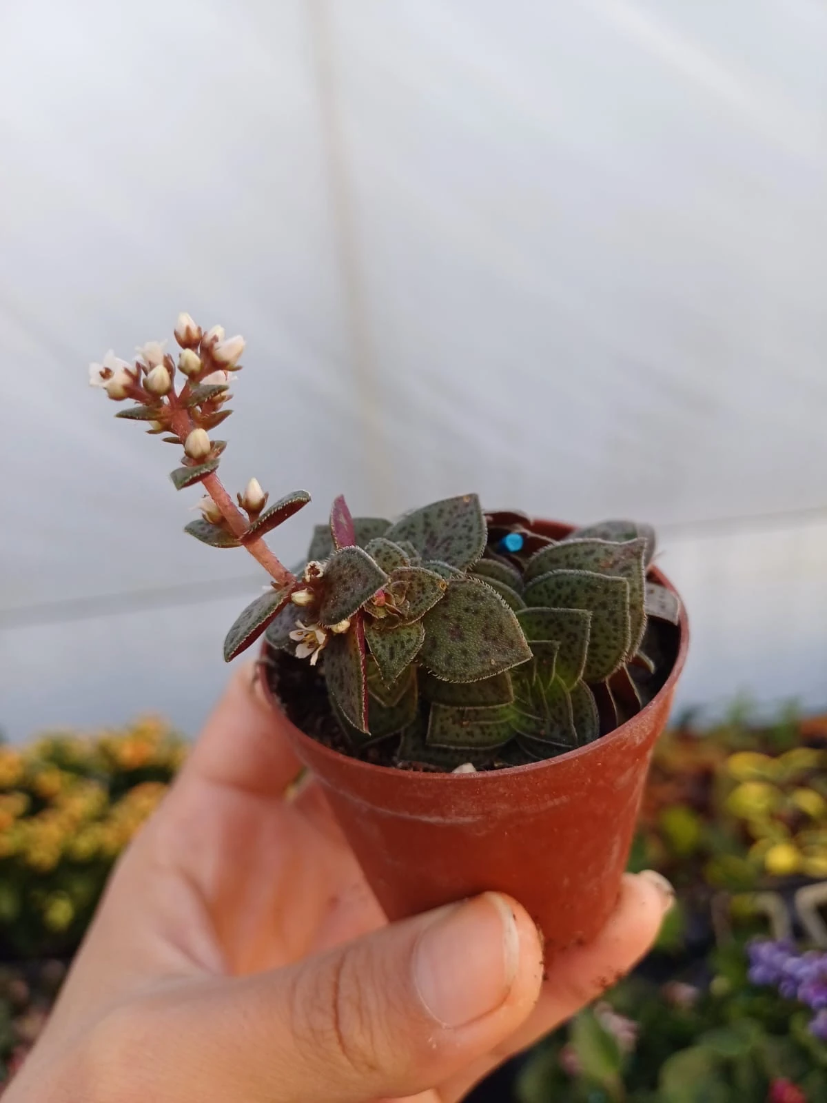 Crassula Exilis 