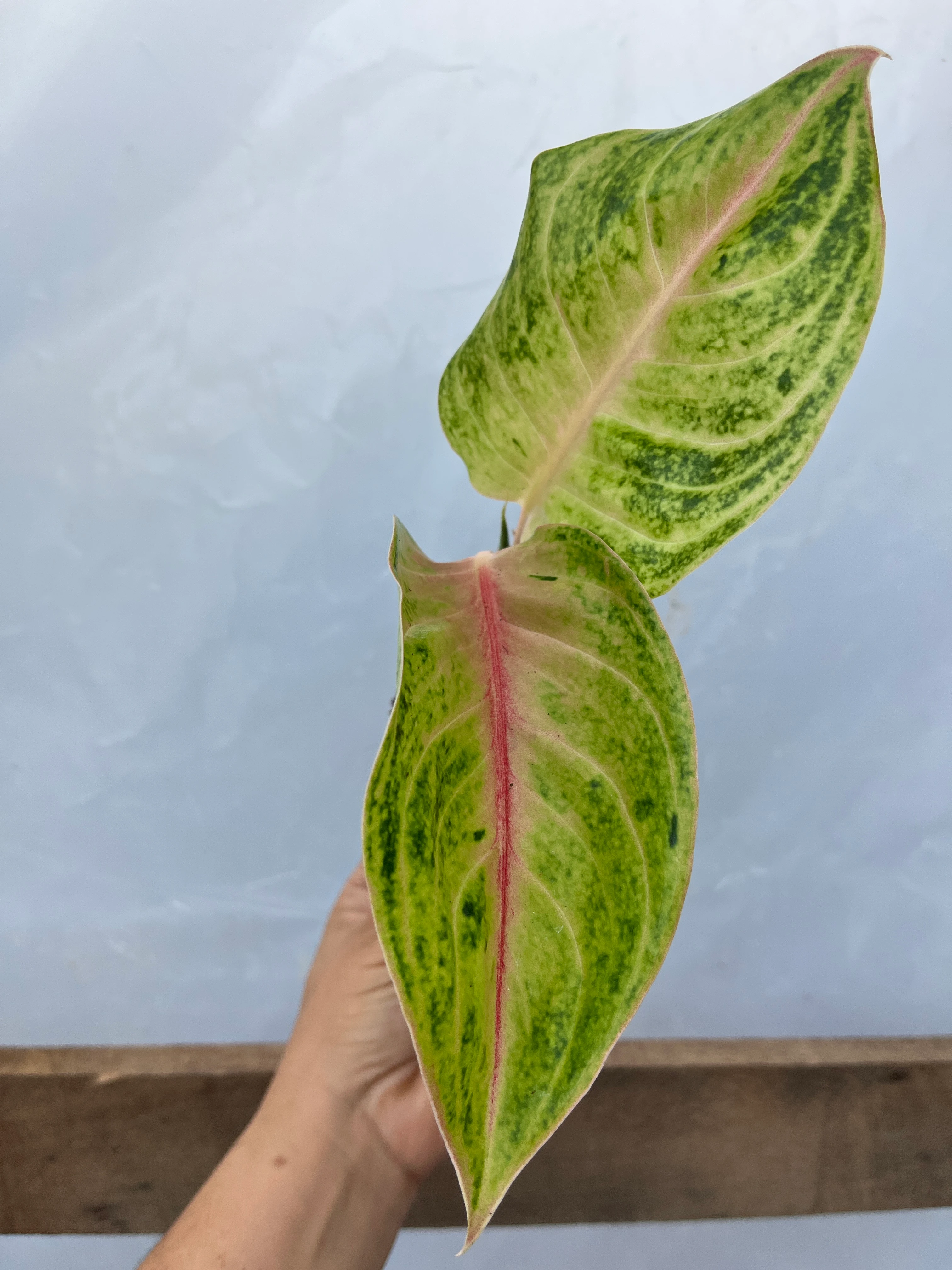 Aglaonema Iguna red fide