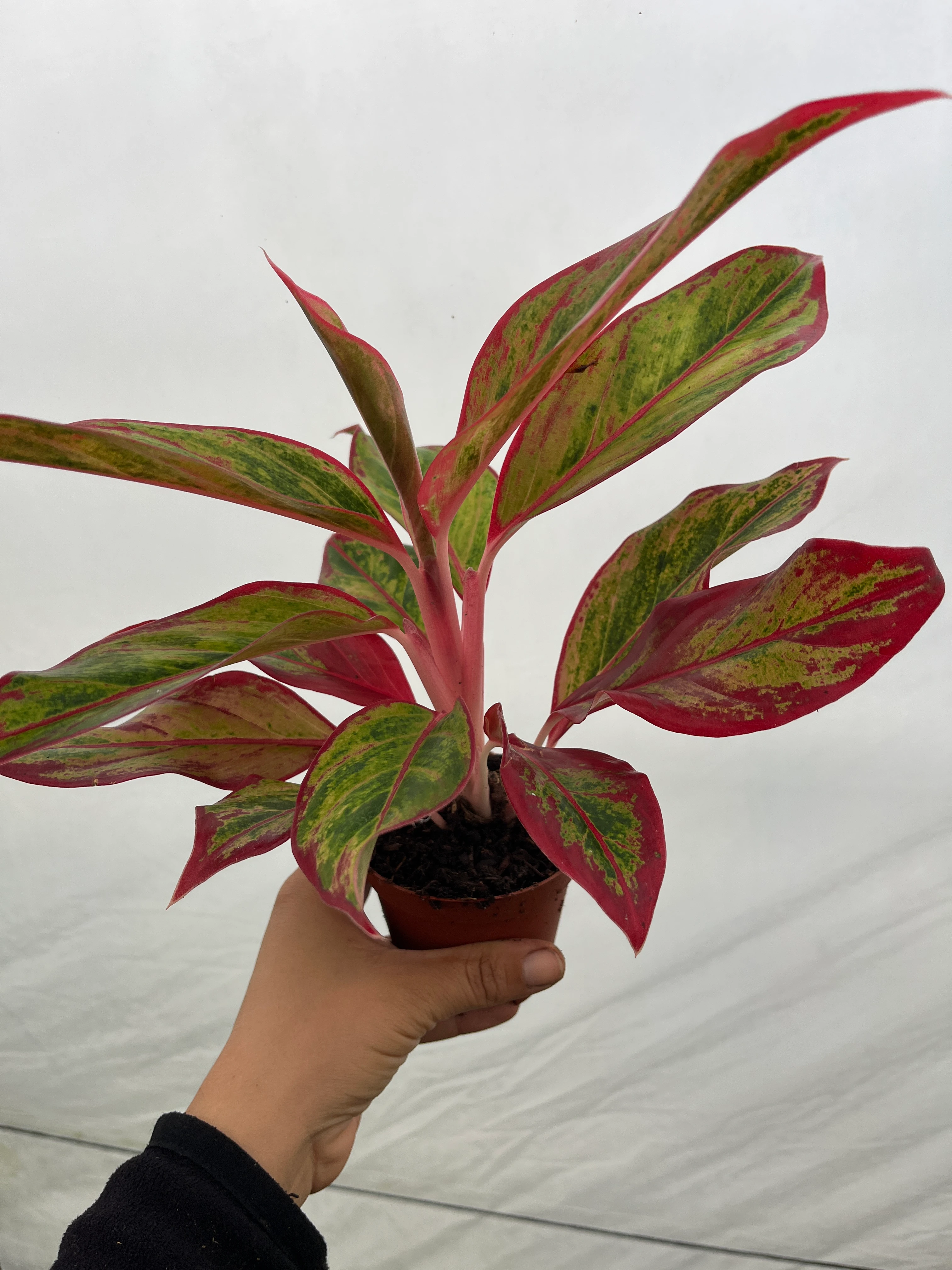 Aglaonema Red Crete