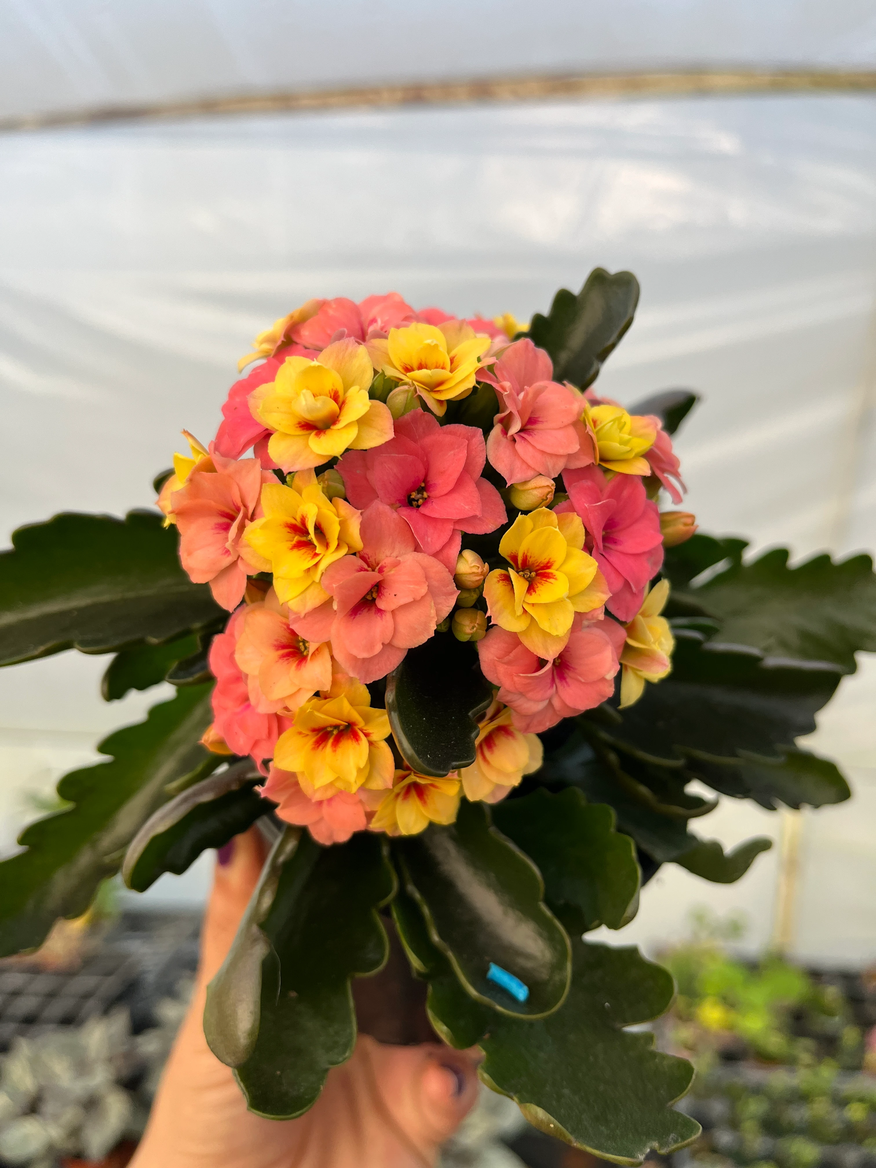 Kalanşo Mini 3 Renkli 