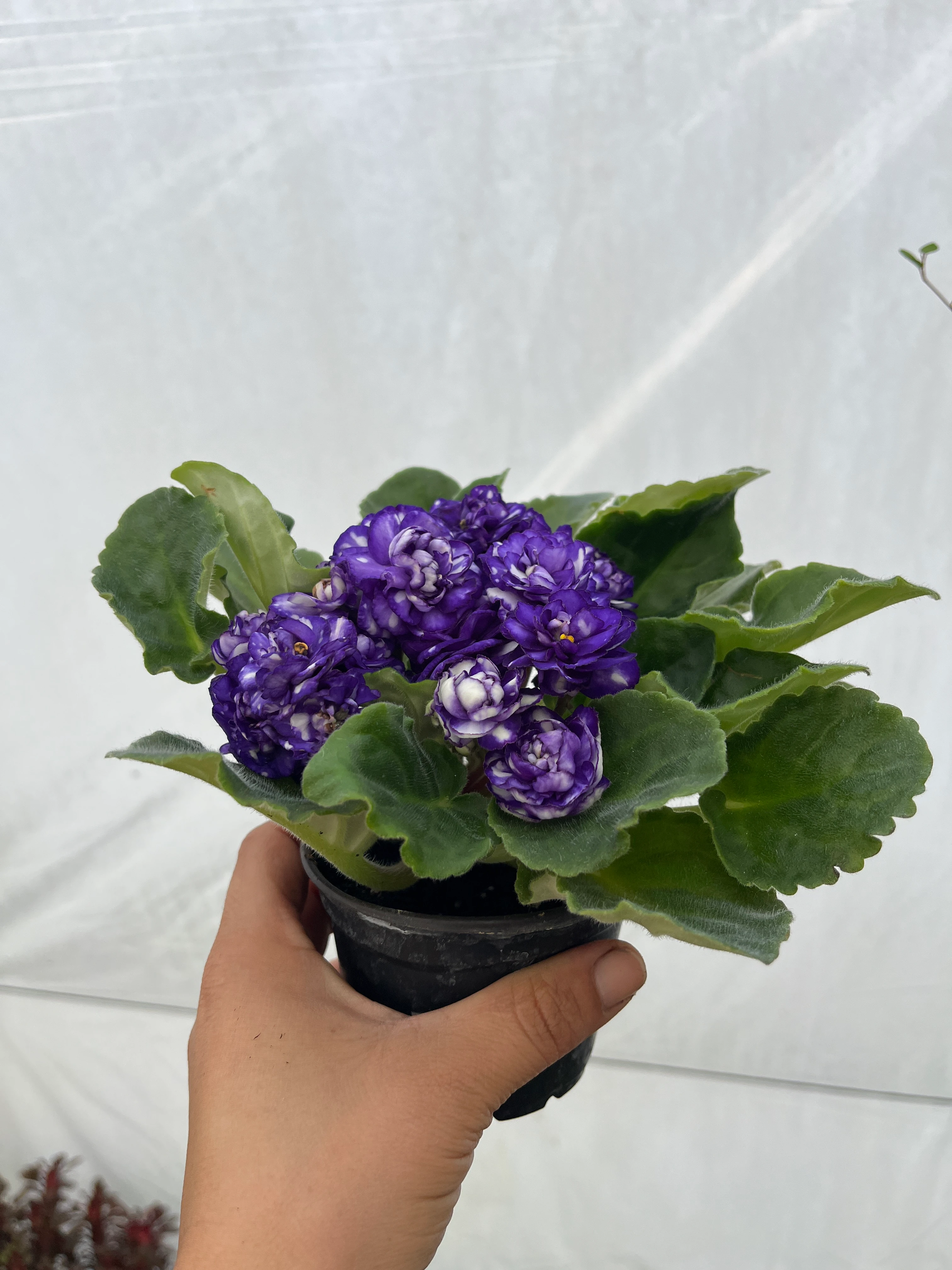 Afrika Menekşesi Mor Ebruli