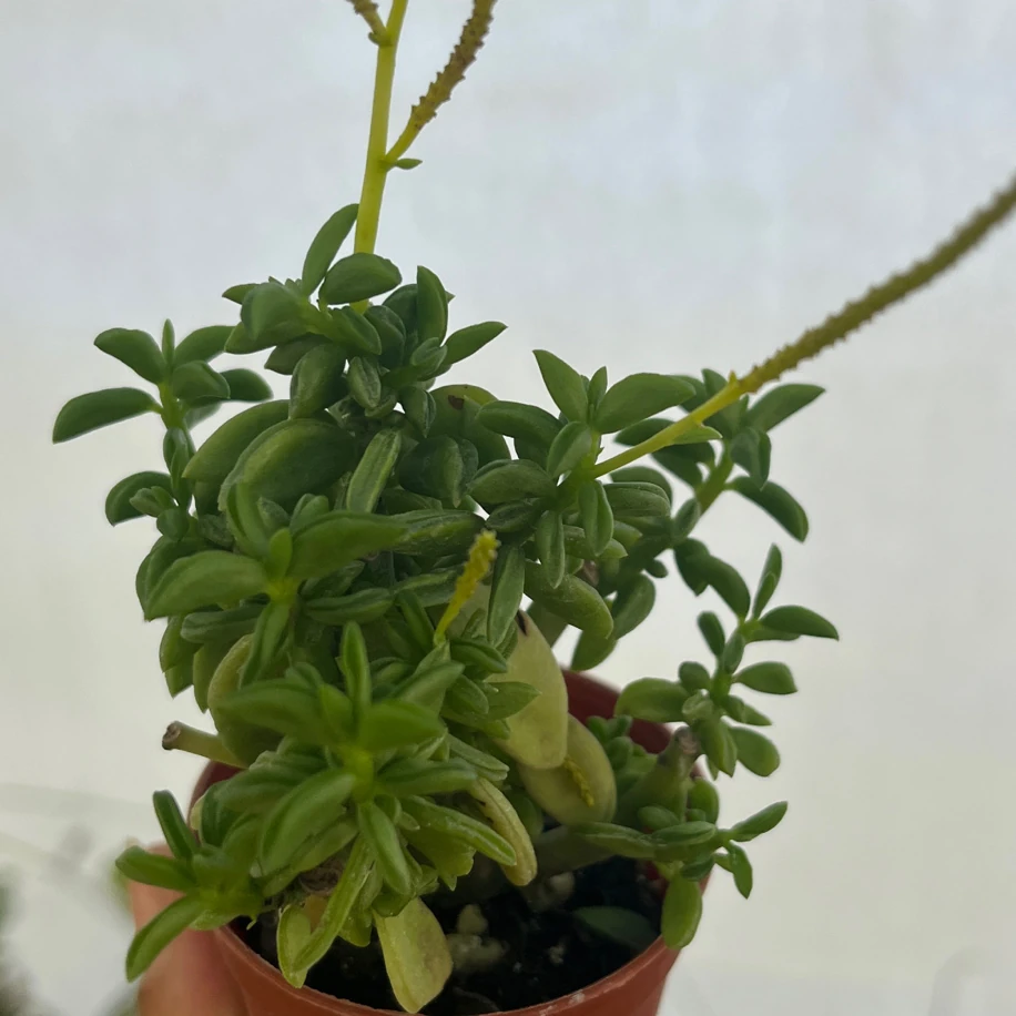 Peperomia Nivalis