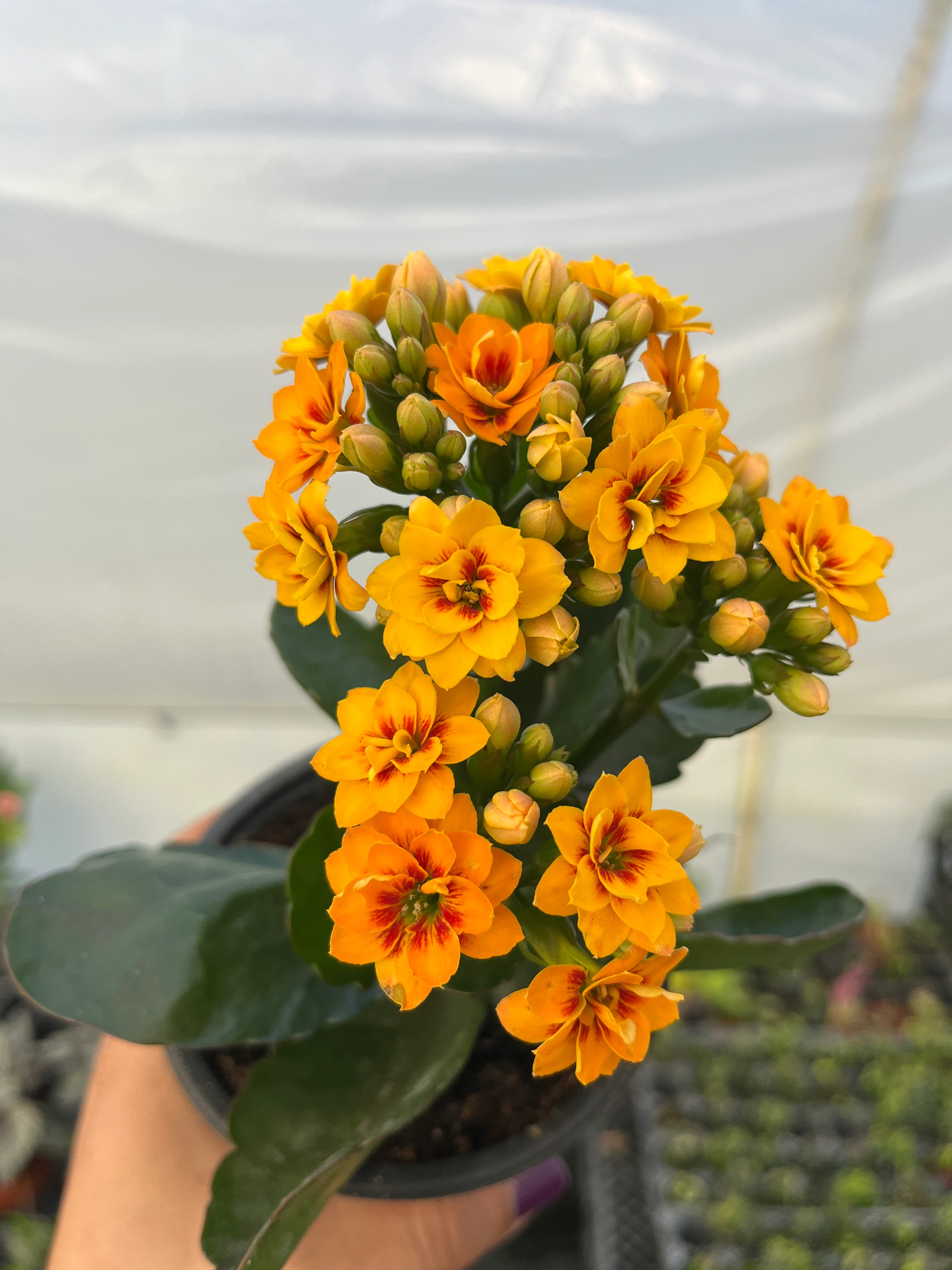 Kalanşo Mini Sarı Ebruli