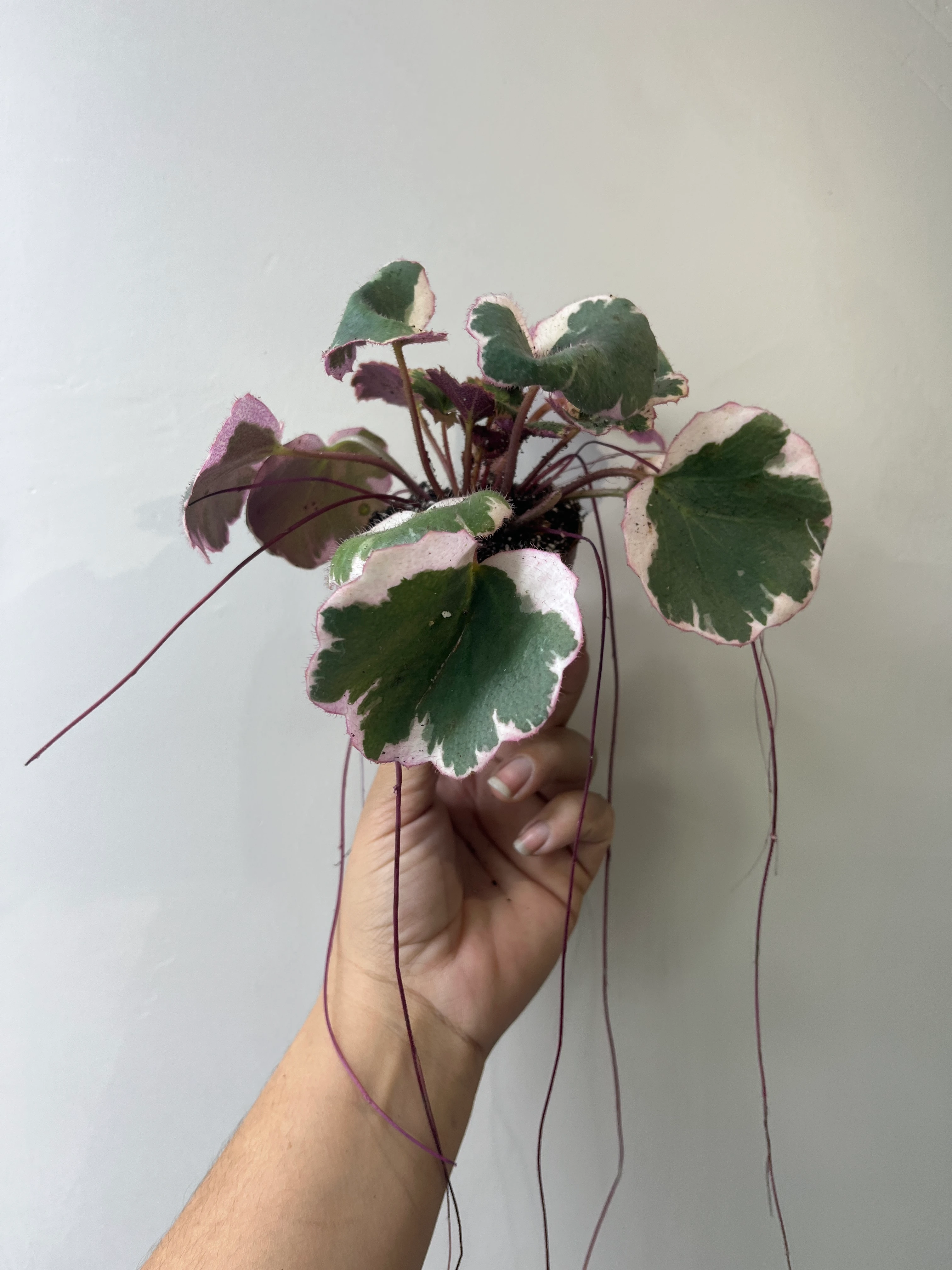 Özel Tür pembe Yapraklı Gelinteli 