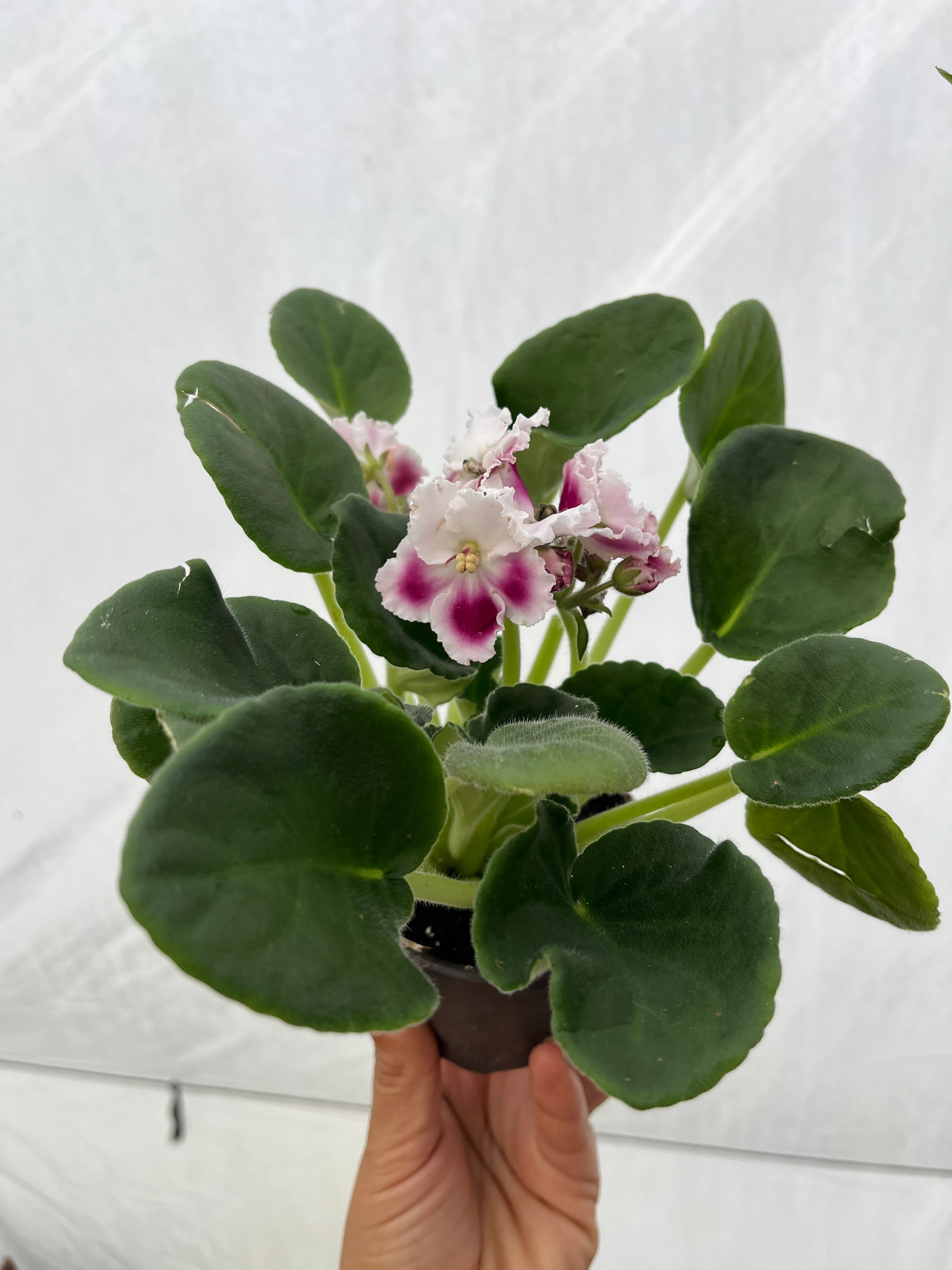 Afrika Menekşesi Bordo Ebruli