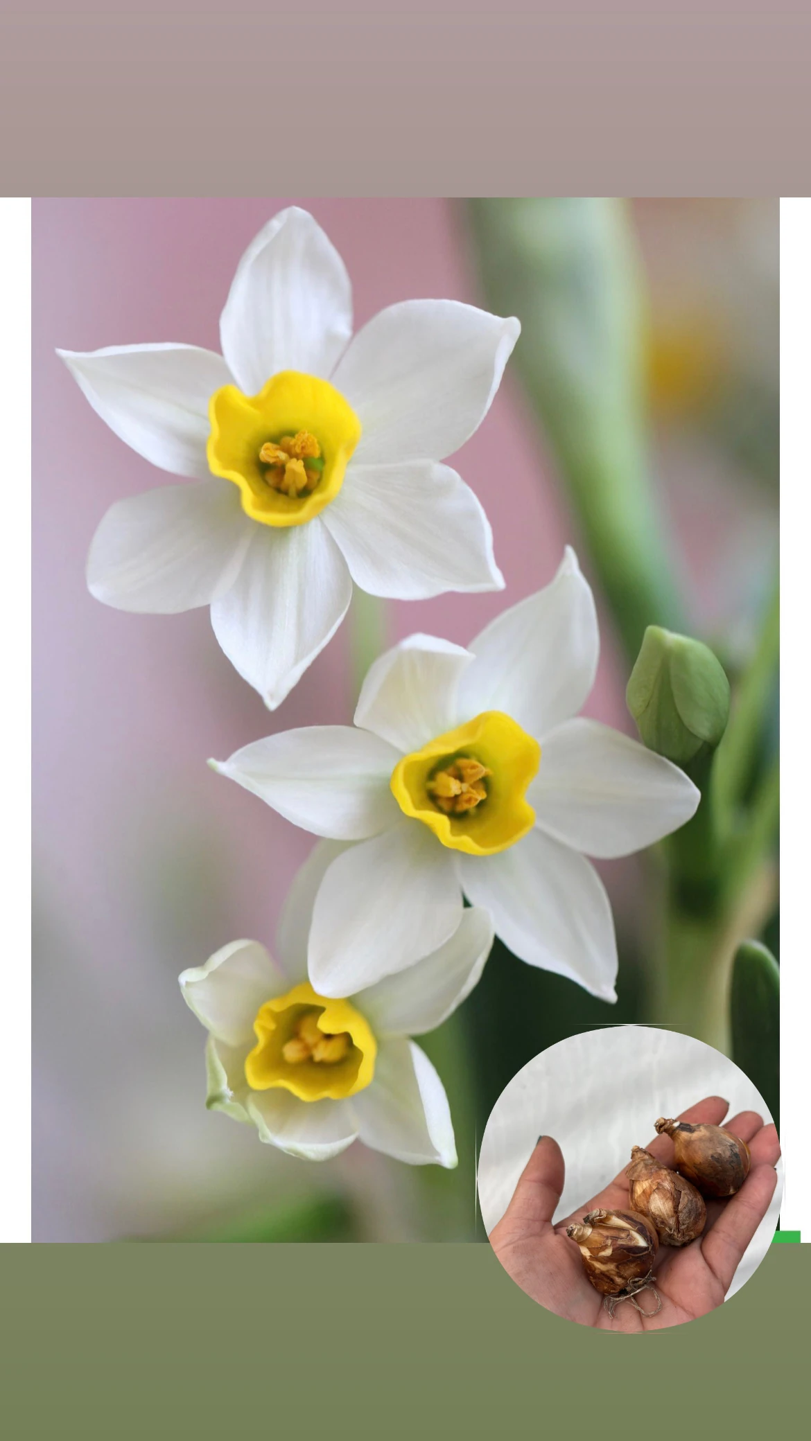 Nergis Soğanı Beyaz 3 Adet