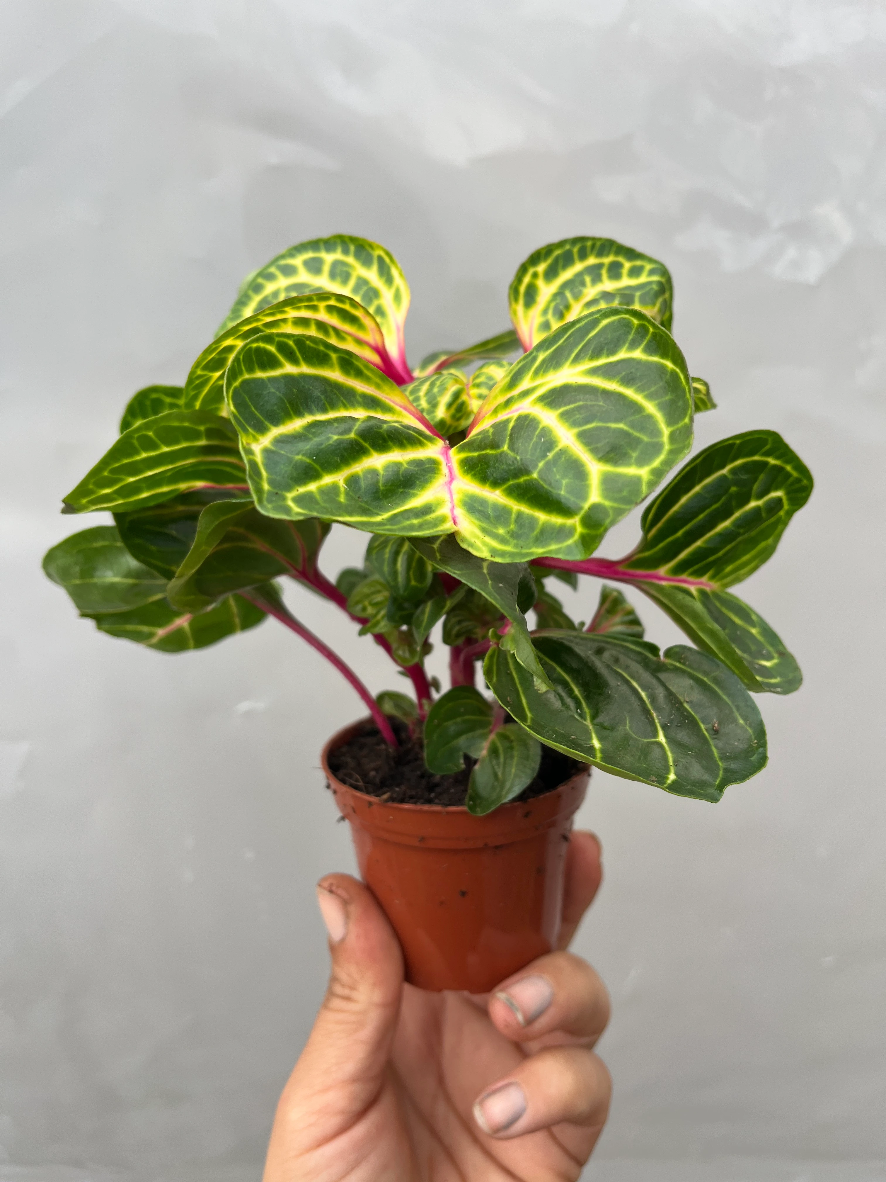 Iresine Herbstii Çingene Şalvarı Çiçeği 