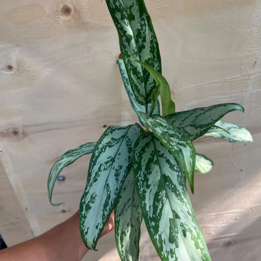 Aglaonema Çim Herdemyeşili
