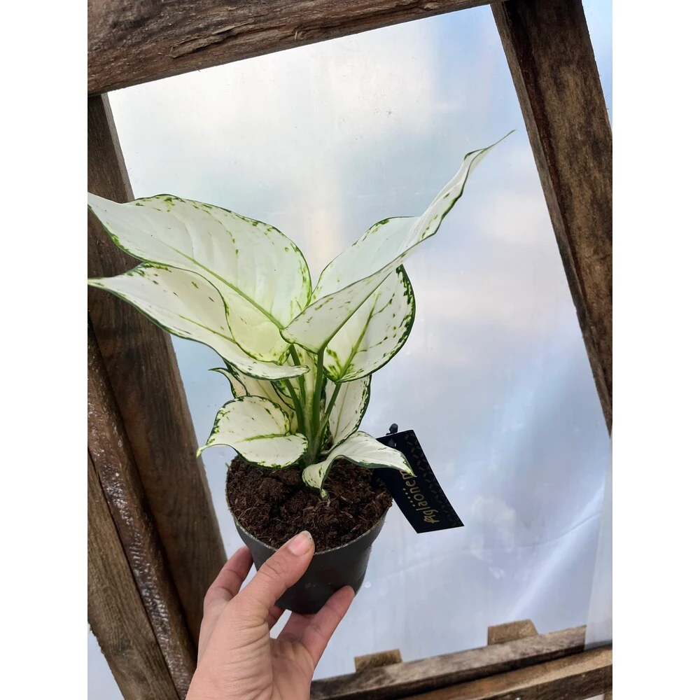 Aglaonema White Joy