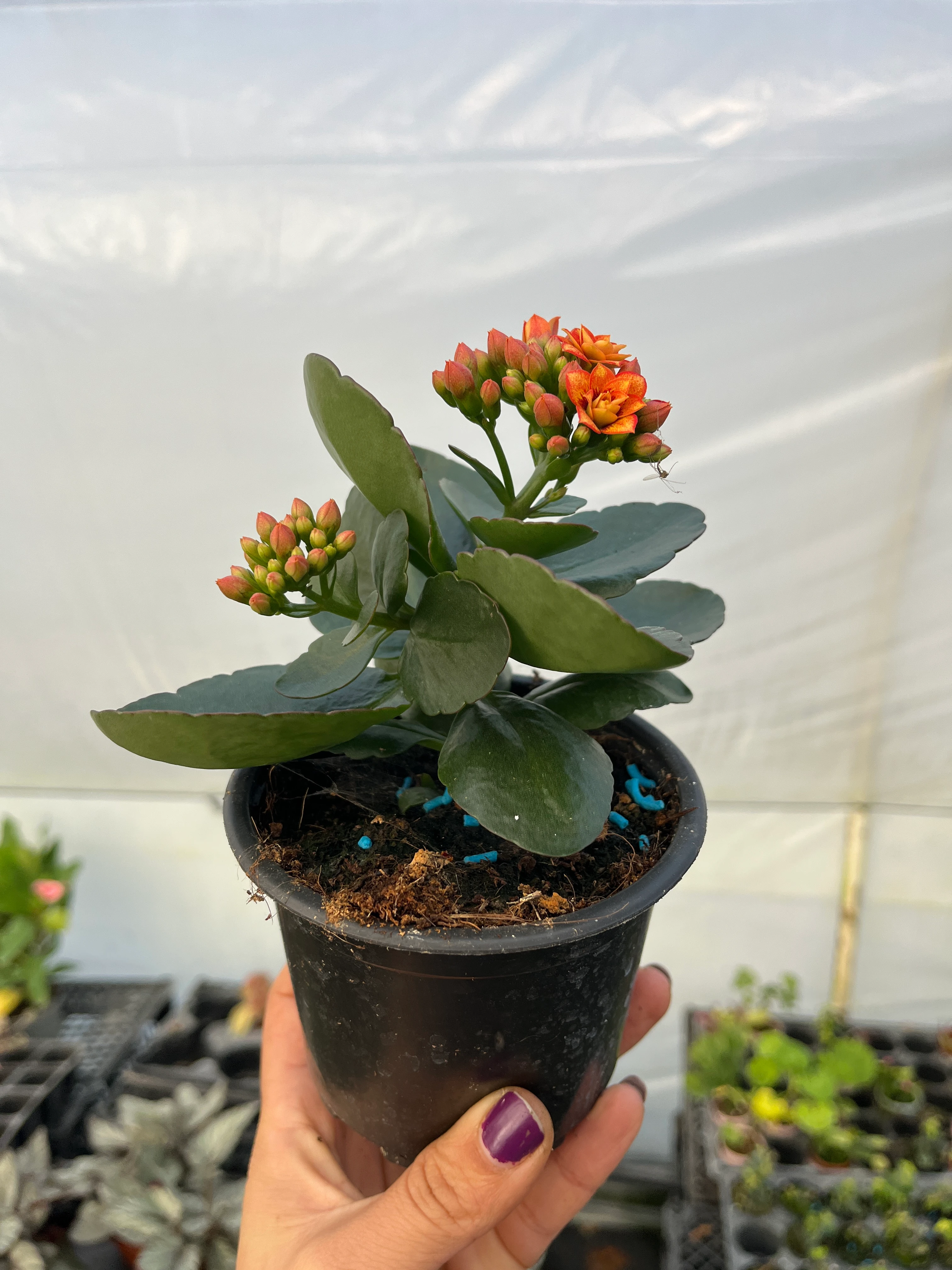 Kalanşo Mini Turuncu ebruli