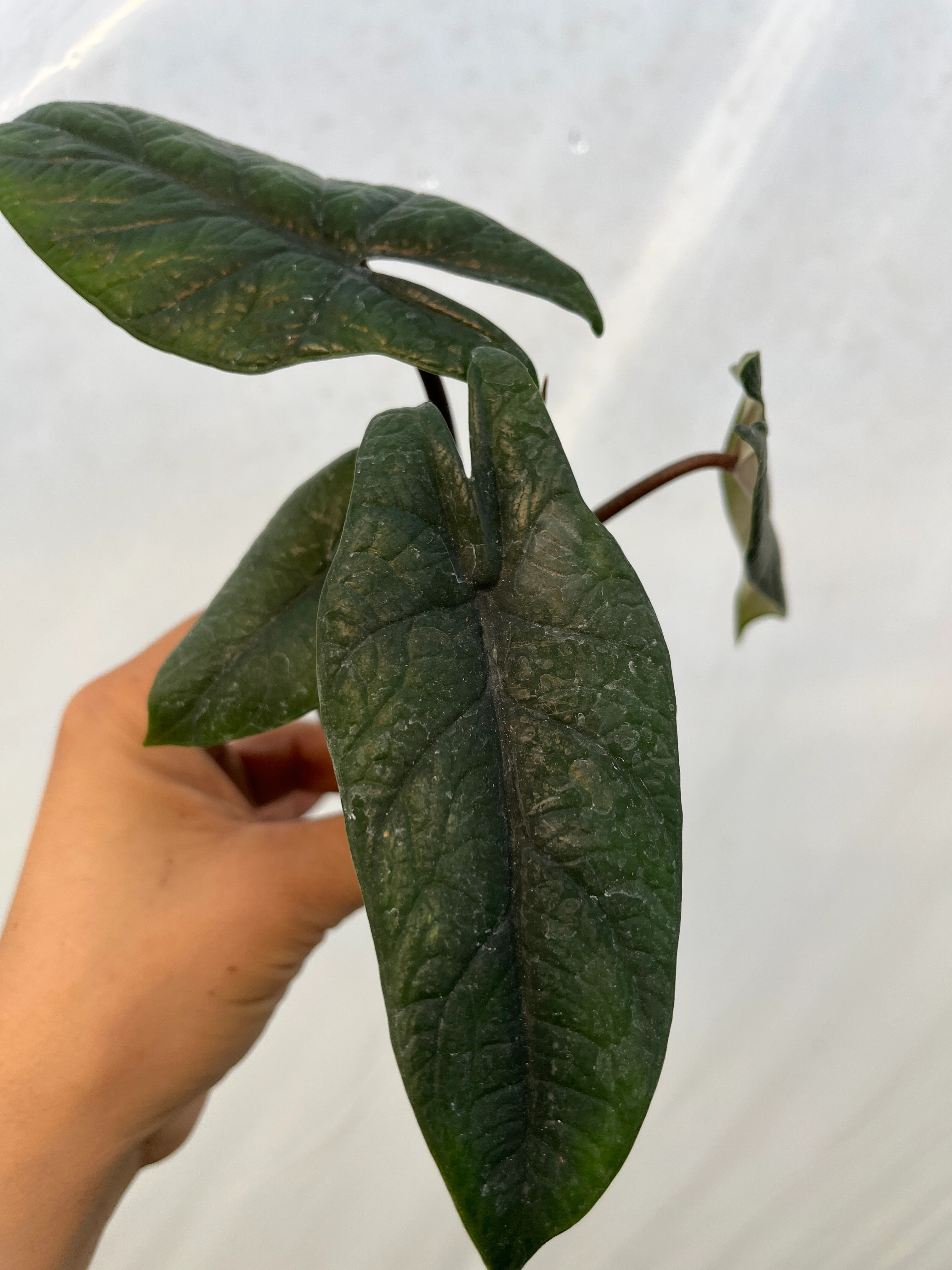 Alocasia Scalprum Fil kulağı