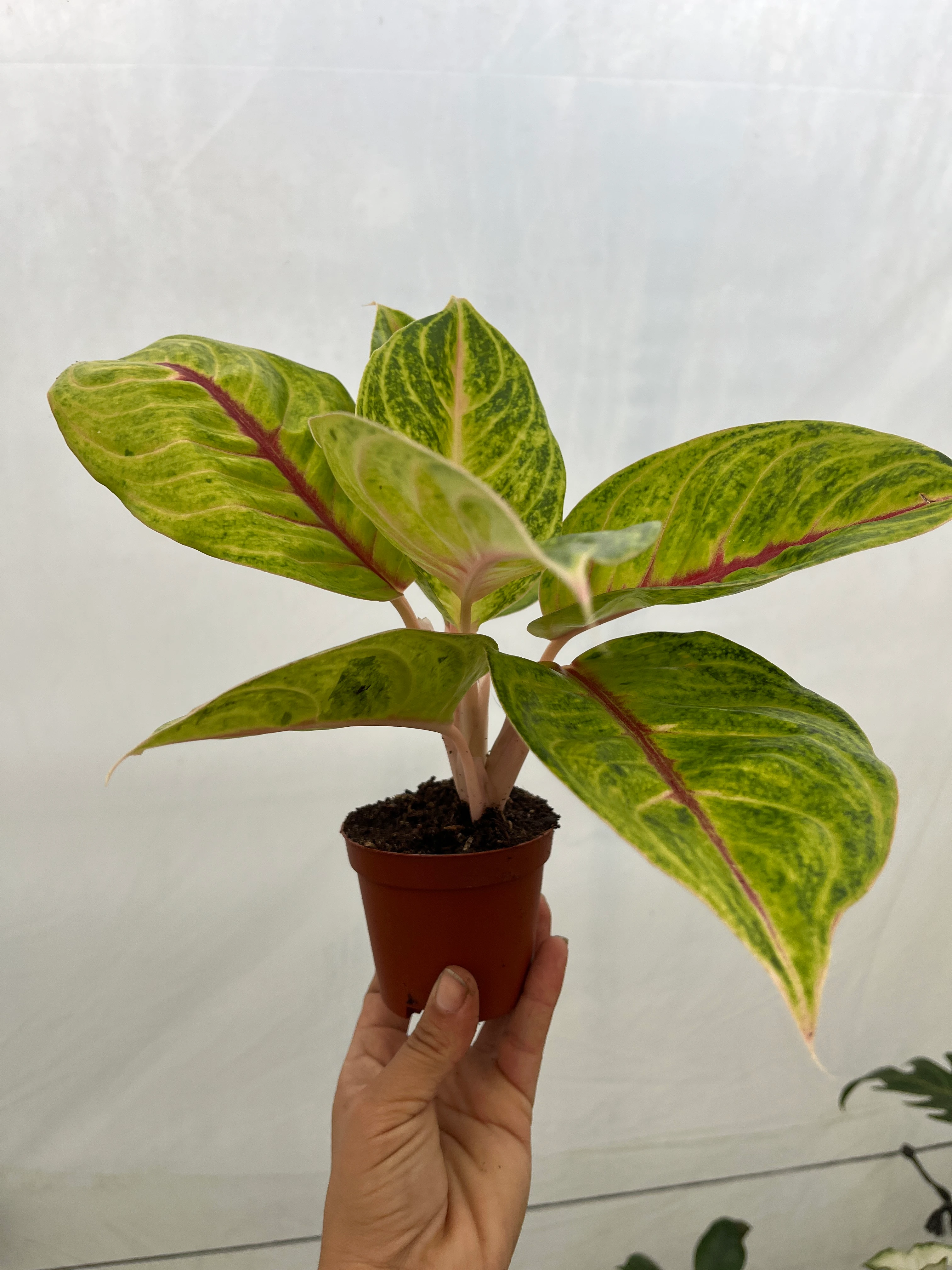 Aglaonema Iguana Red 