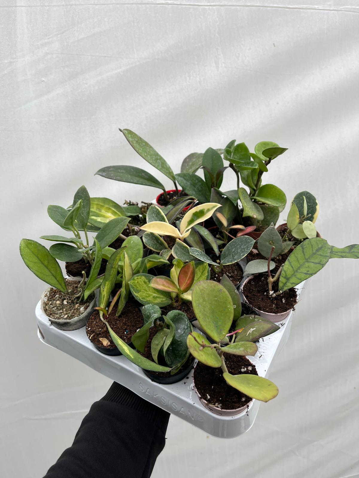 KAMPANYA SET-3 (Hoya Mum Çiçeği Set 15Li)