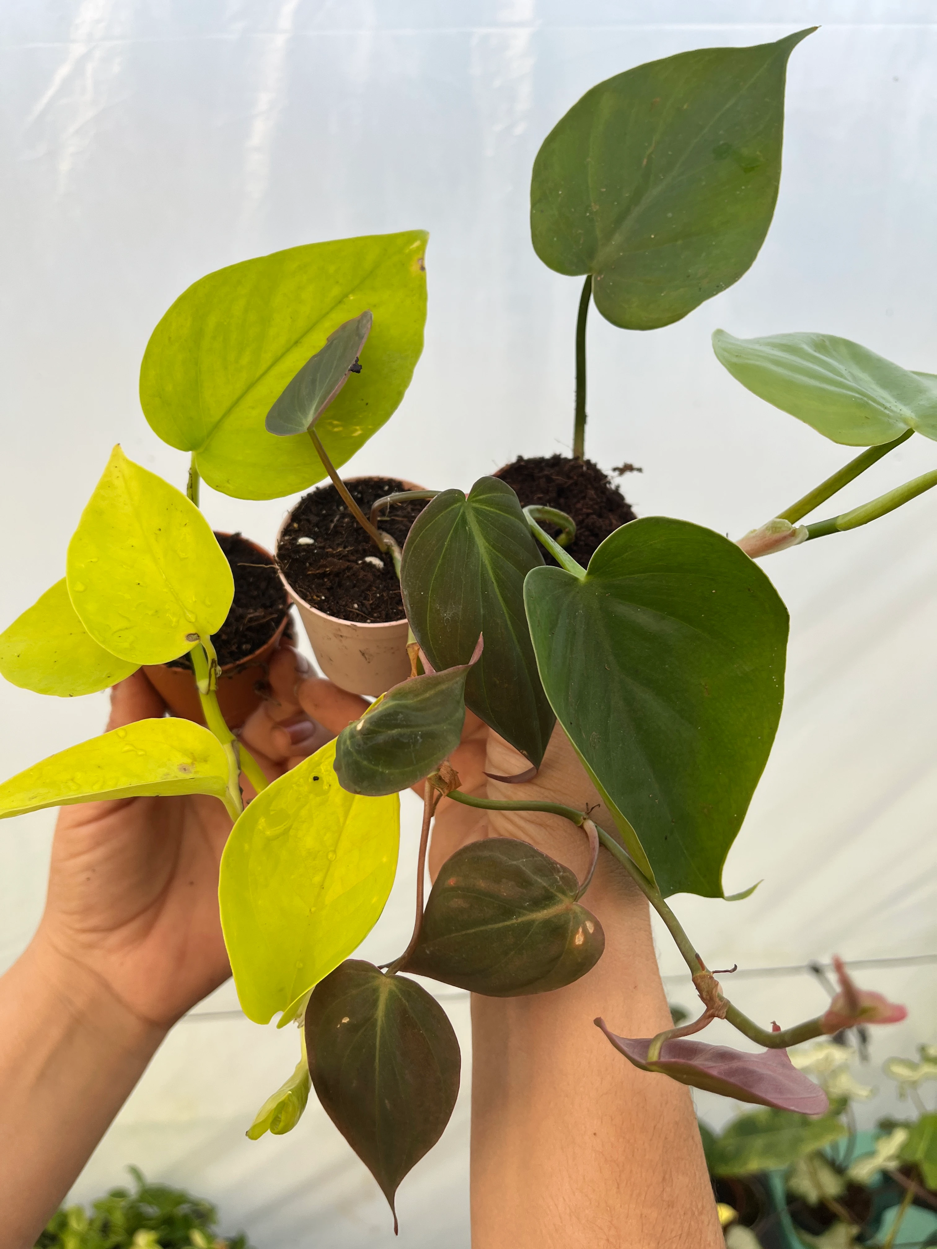 Salon Sarmaşık Set 3lü