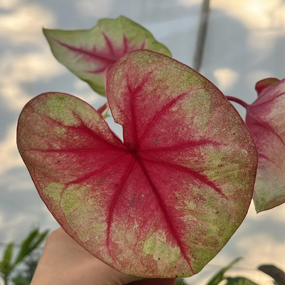 Caladium Lemon Blush