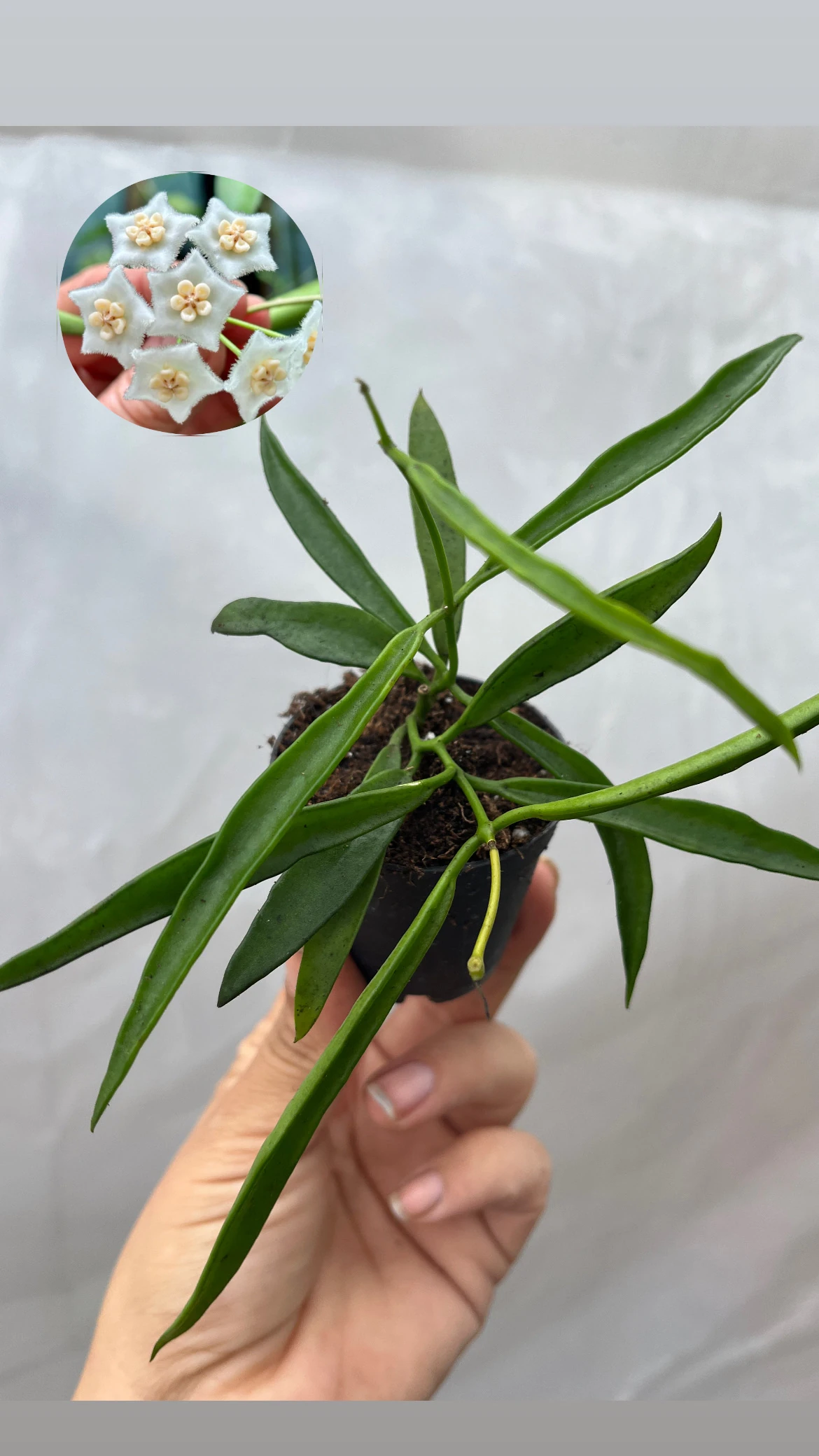 Hoya Longifolia Kokulu Mum Çiçeği