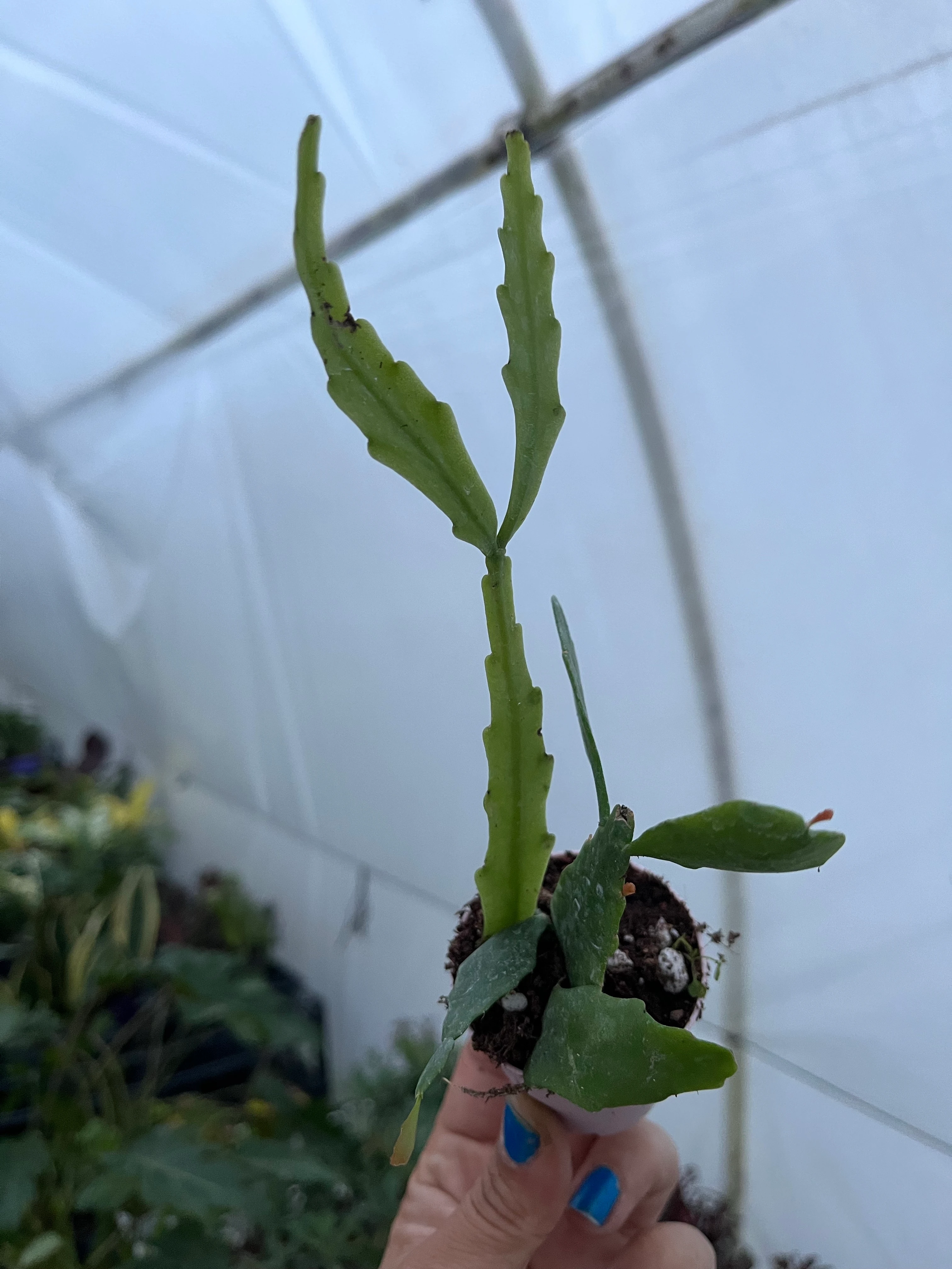 Rhipsalis Crispata Atlas Çiçeği Beyaz