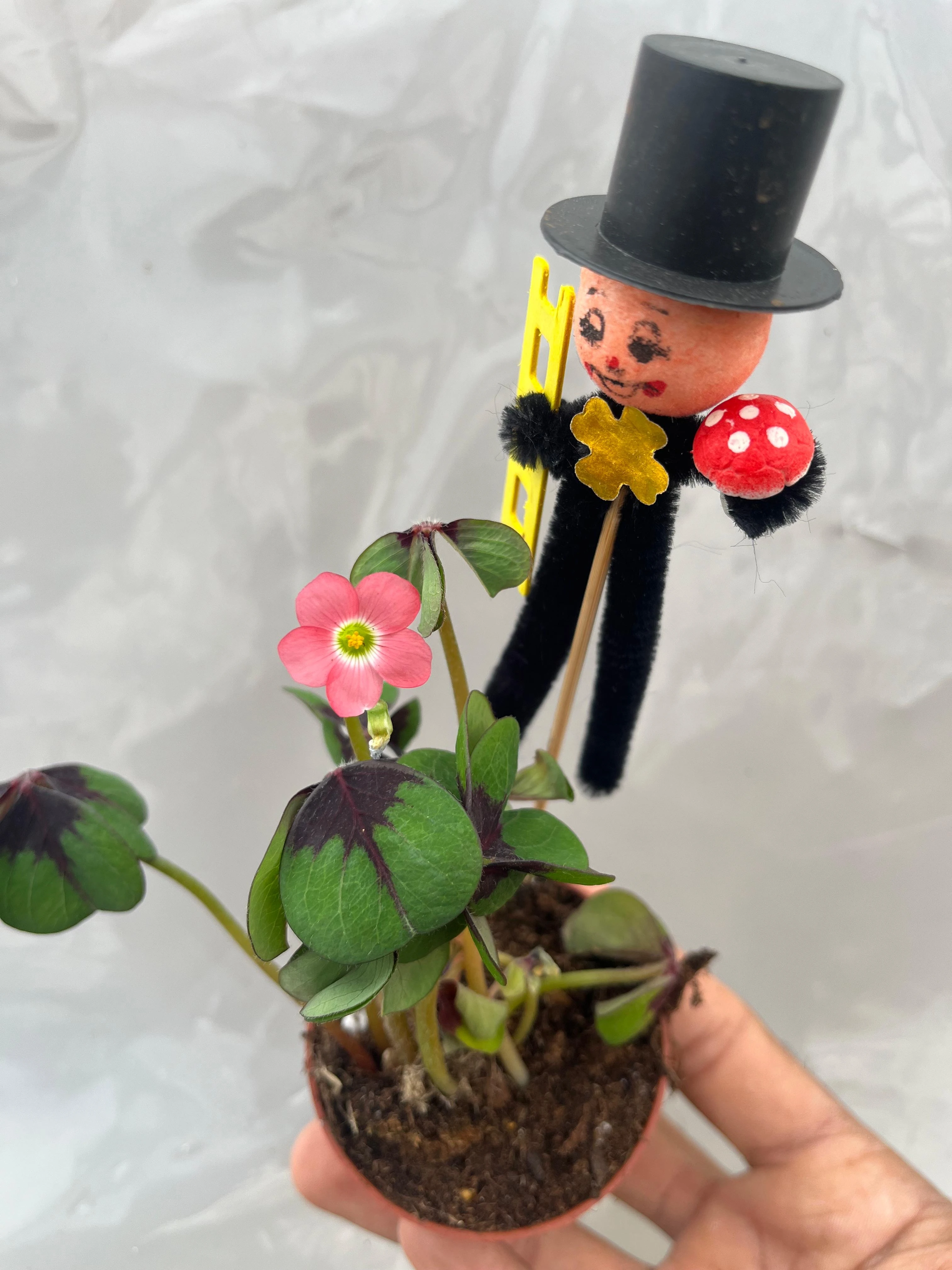 Oxalis Süs Yoncası Fide Boy