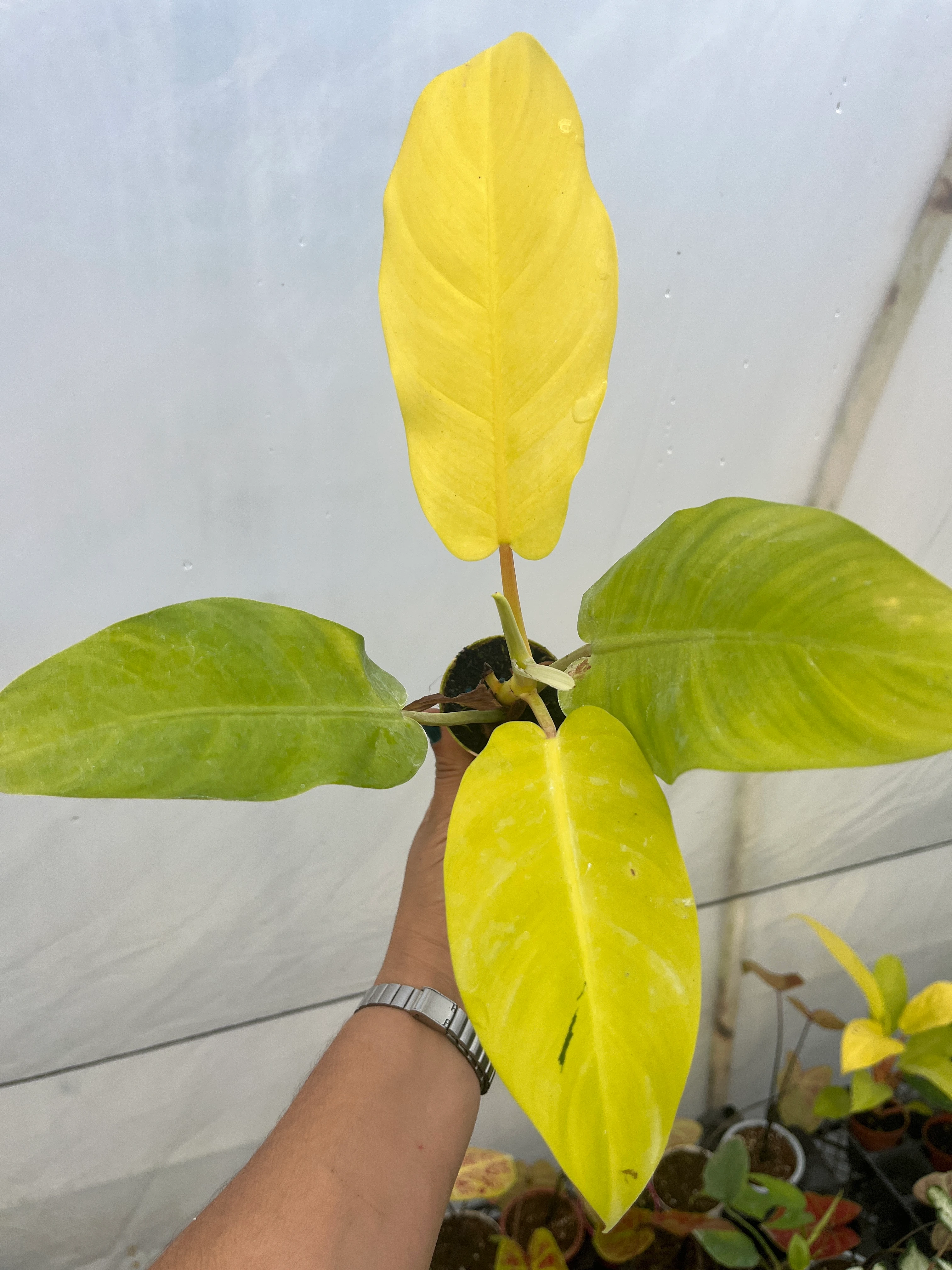 Philodendron Malay Gold