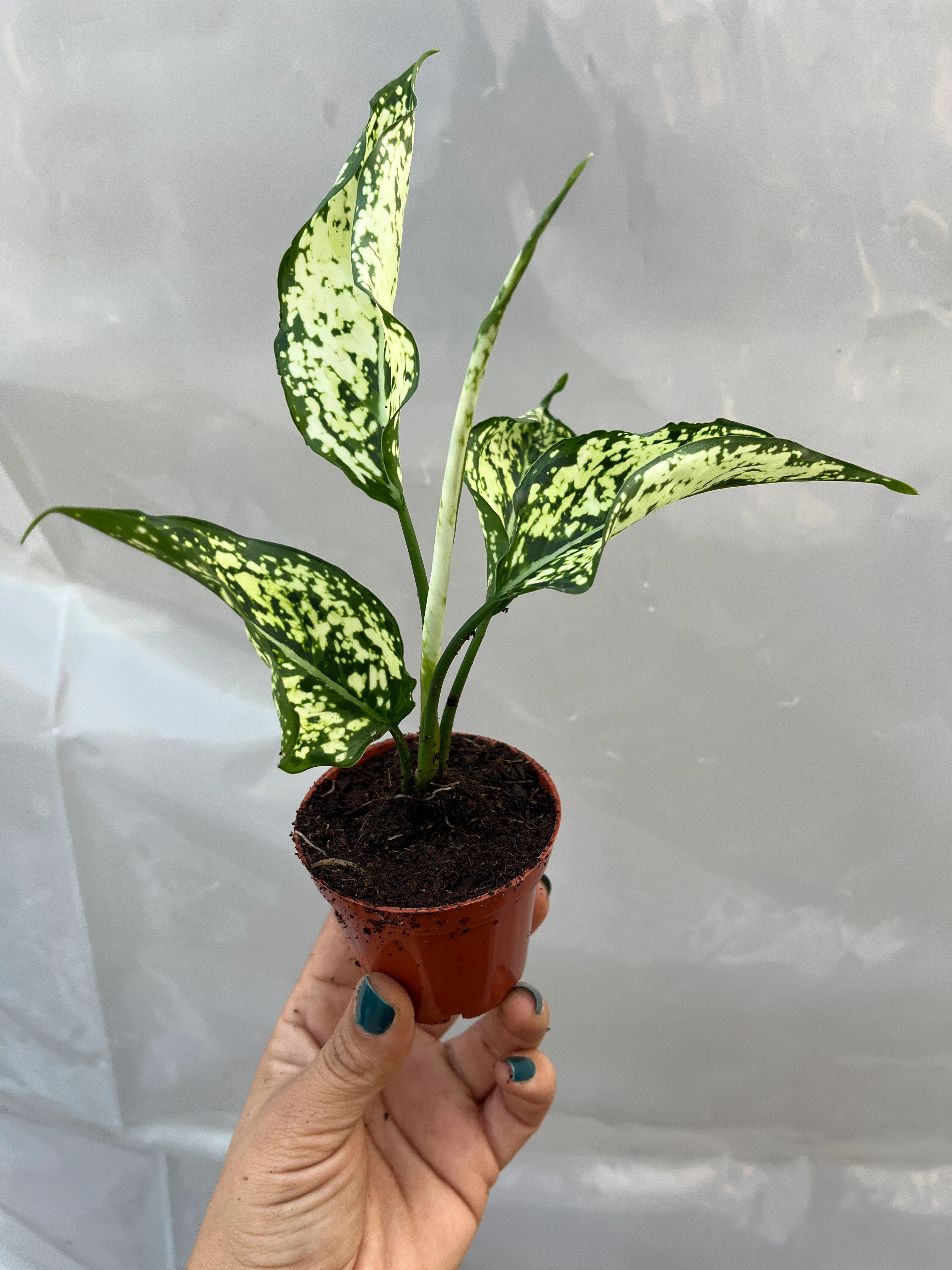 Aglaonema White Fide