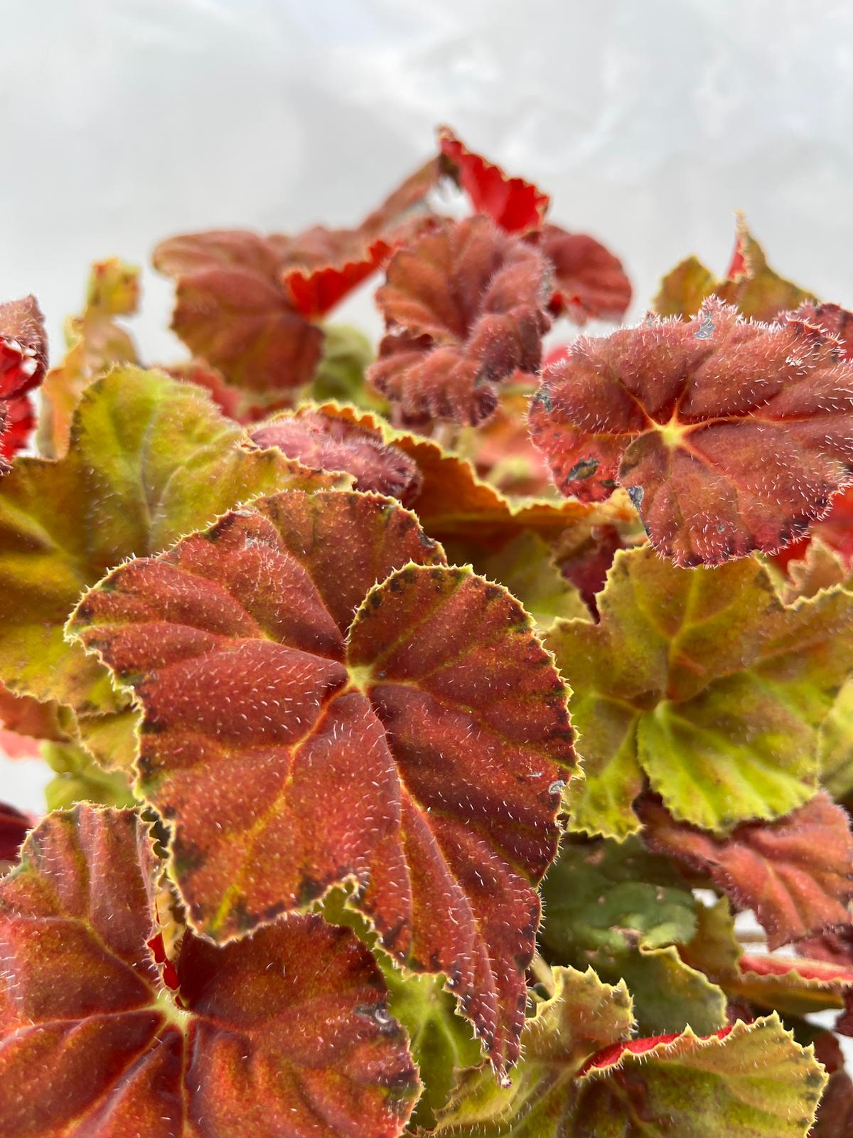 REX Begonya Amber Love