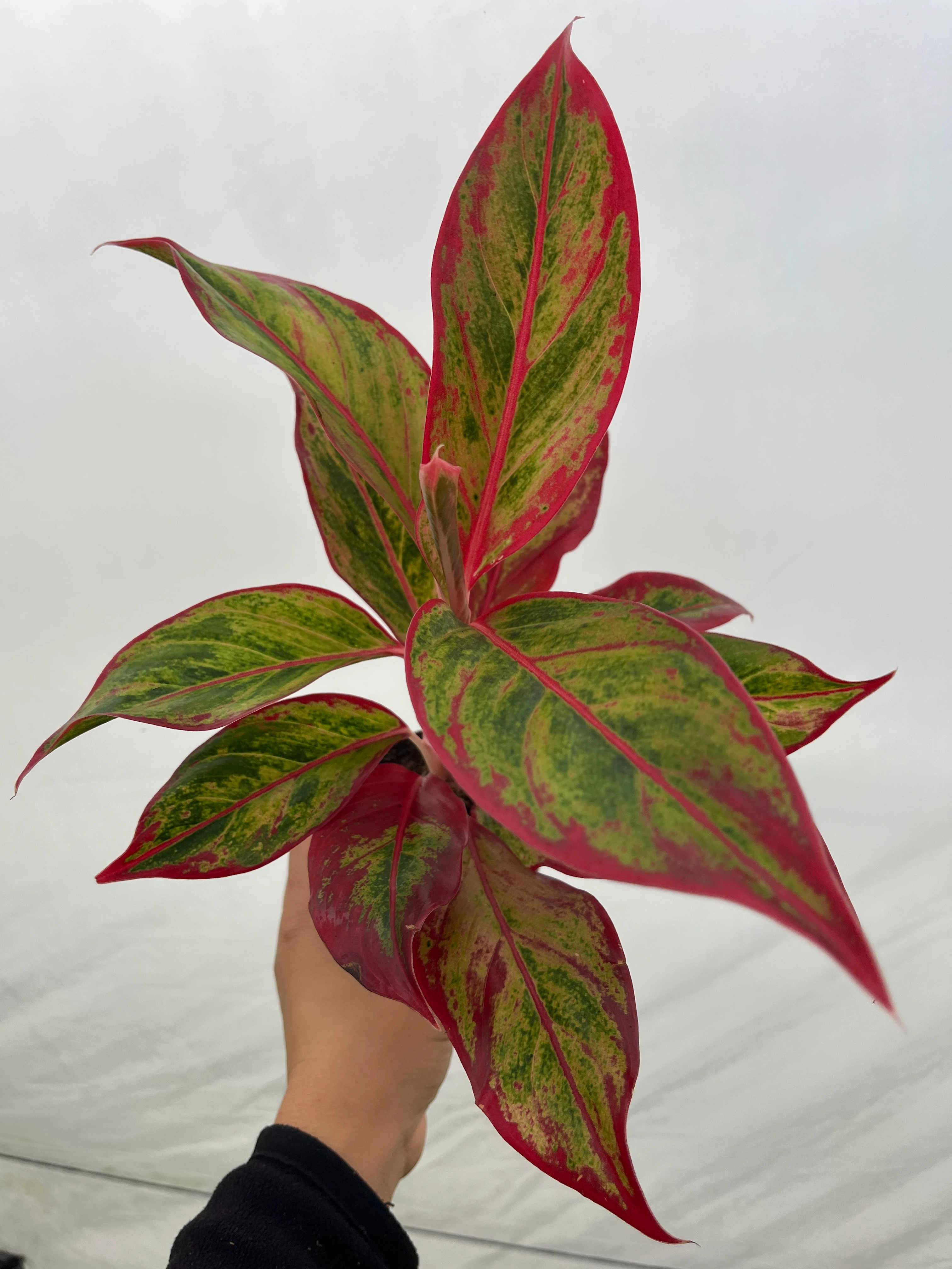Aglaonema Red Crete