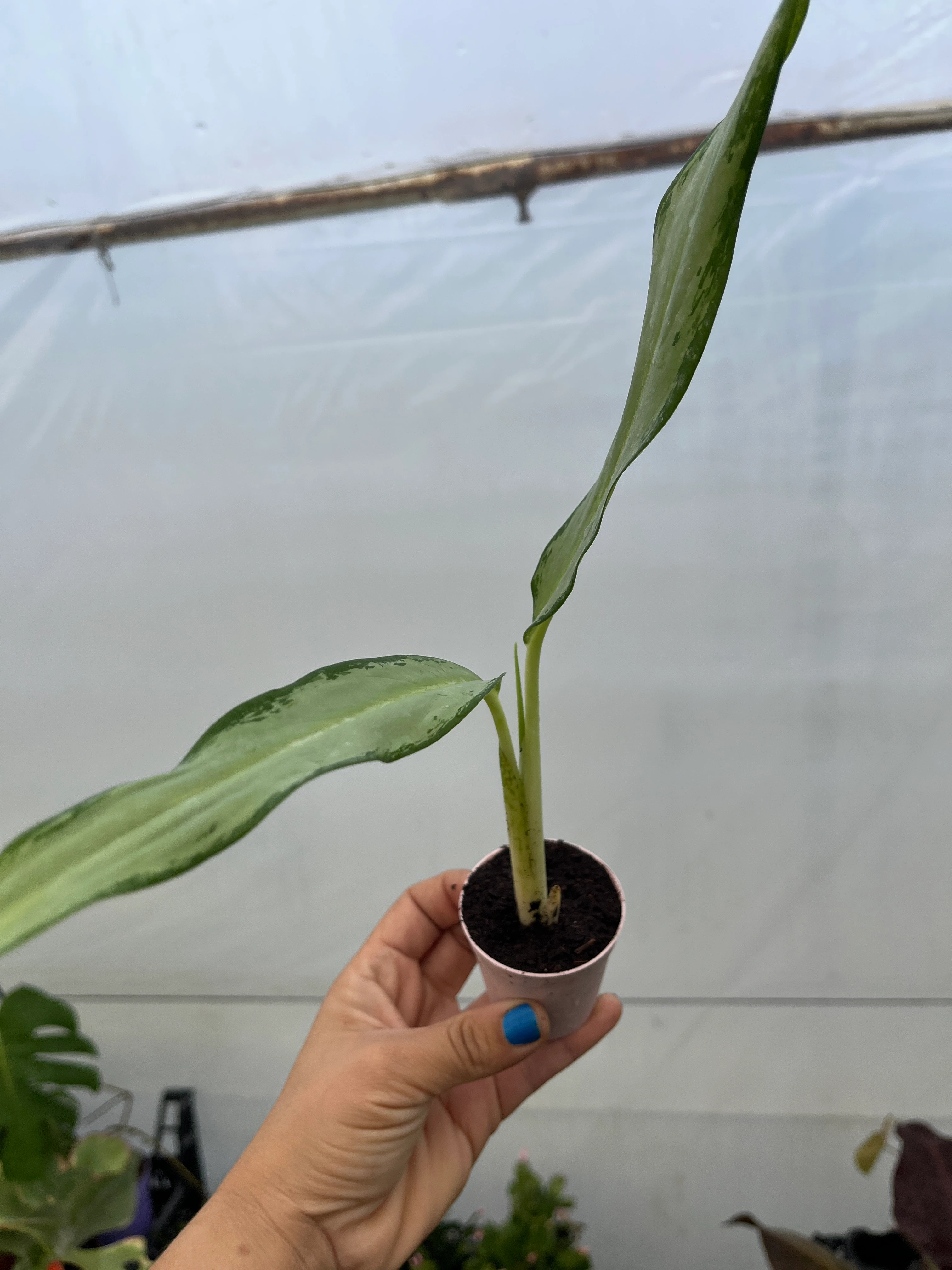 Aglaonema Herdemyeşili Fide