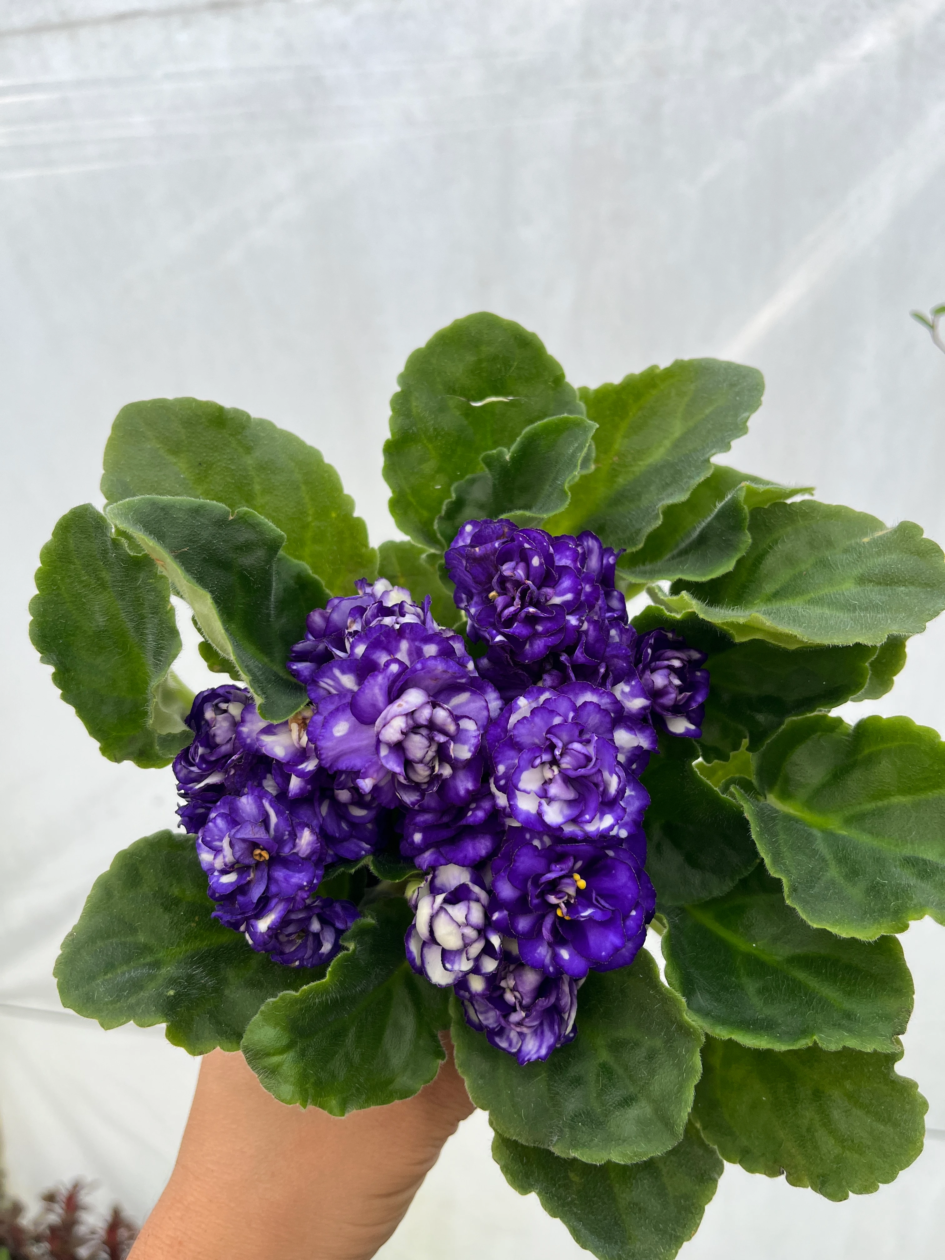 Afrika Menekşesi Mor Ebruli