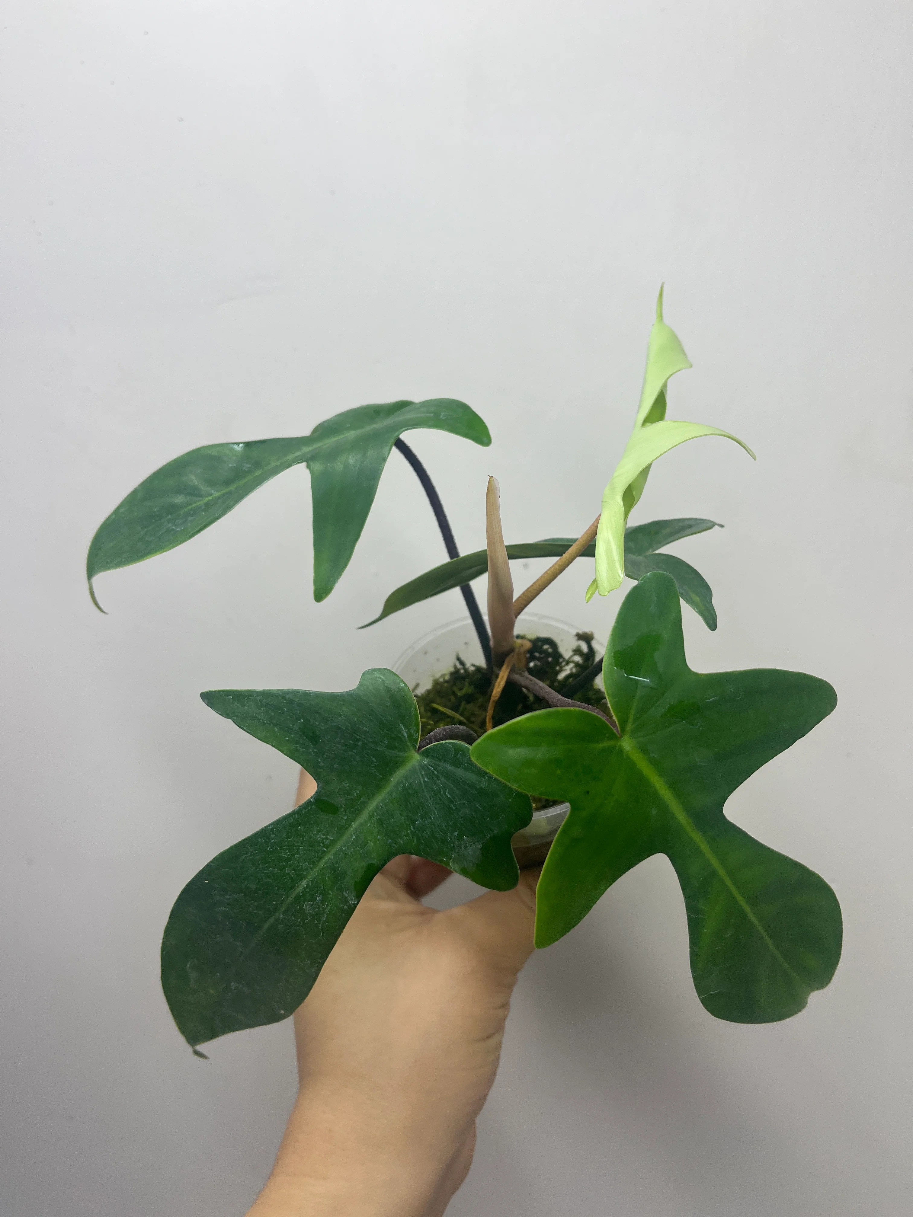 Erstaunlich Philodendron Florida Green Fotos