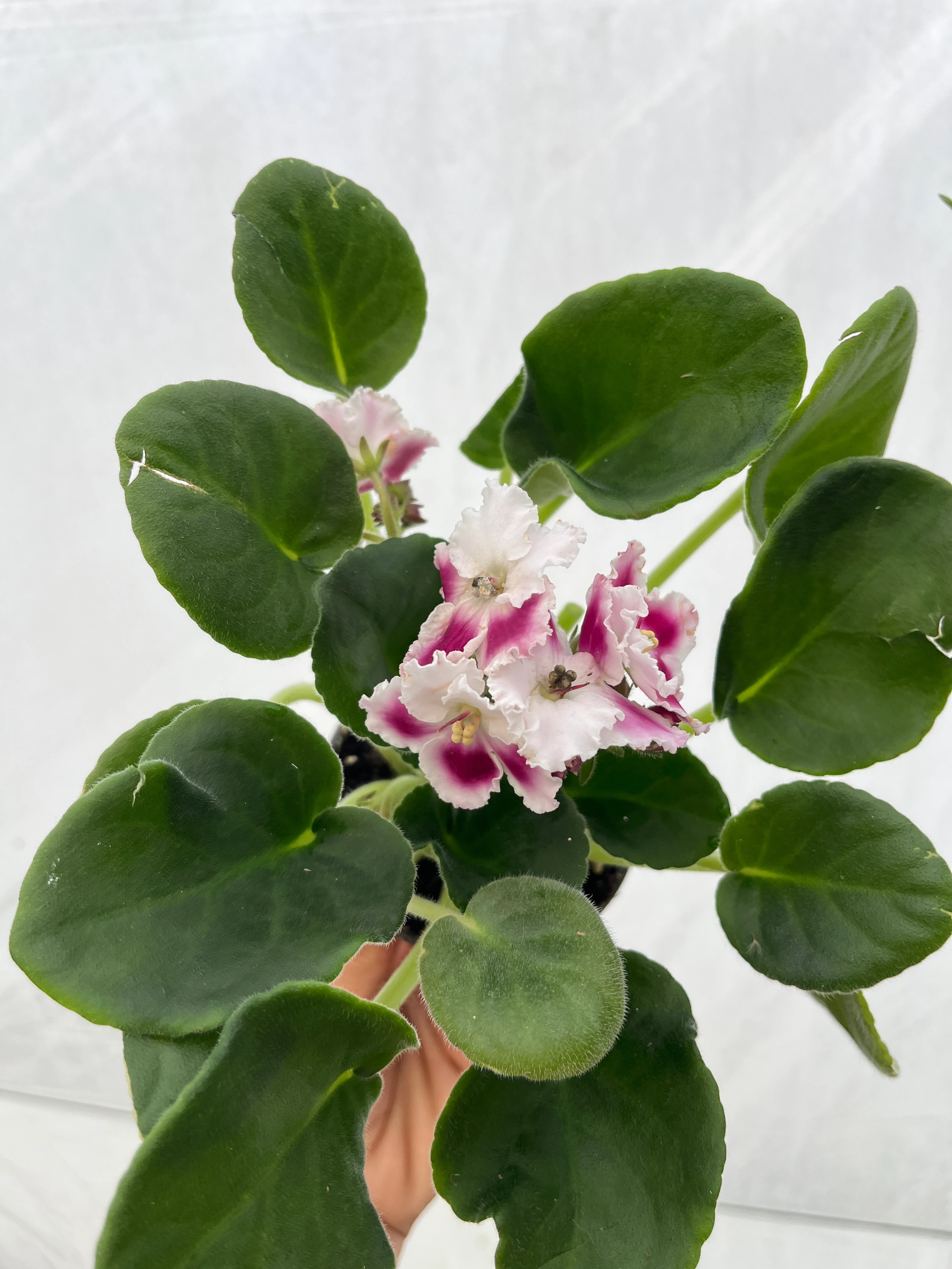 Afrika Menekşesi Bordo Ebruli