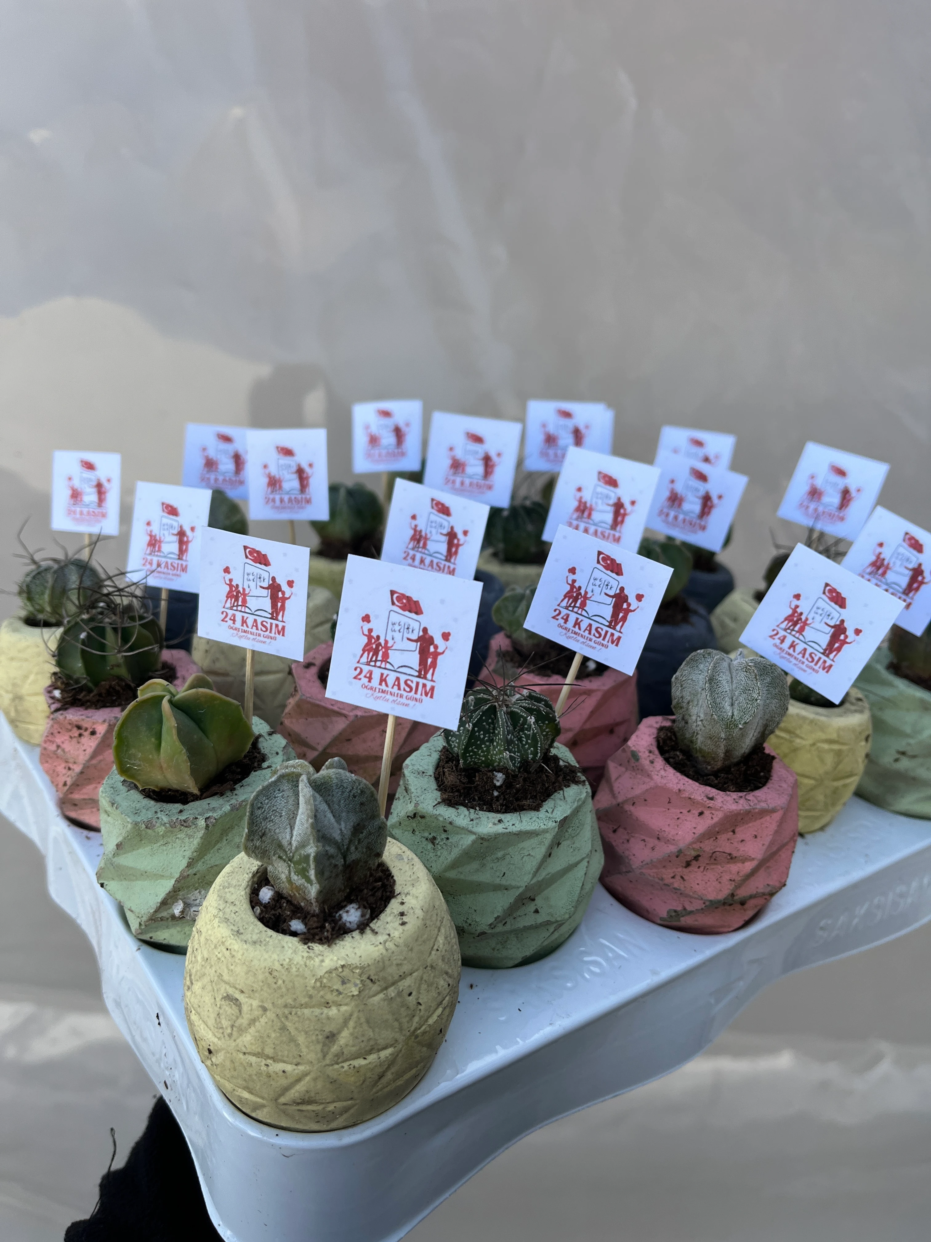 24 Kasım Öğretmenler Gününe Özel 10 Adet Kaktüs Set 
