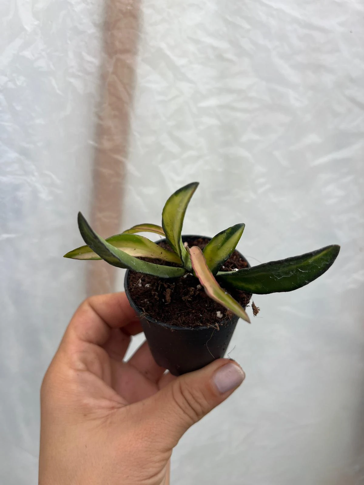 Hoya Wayetii Tricolor Mum Çiçeği Fidesi 5,5lik Saksıda 