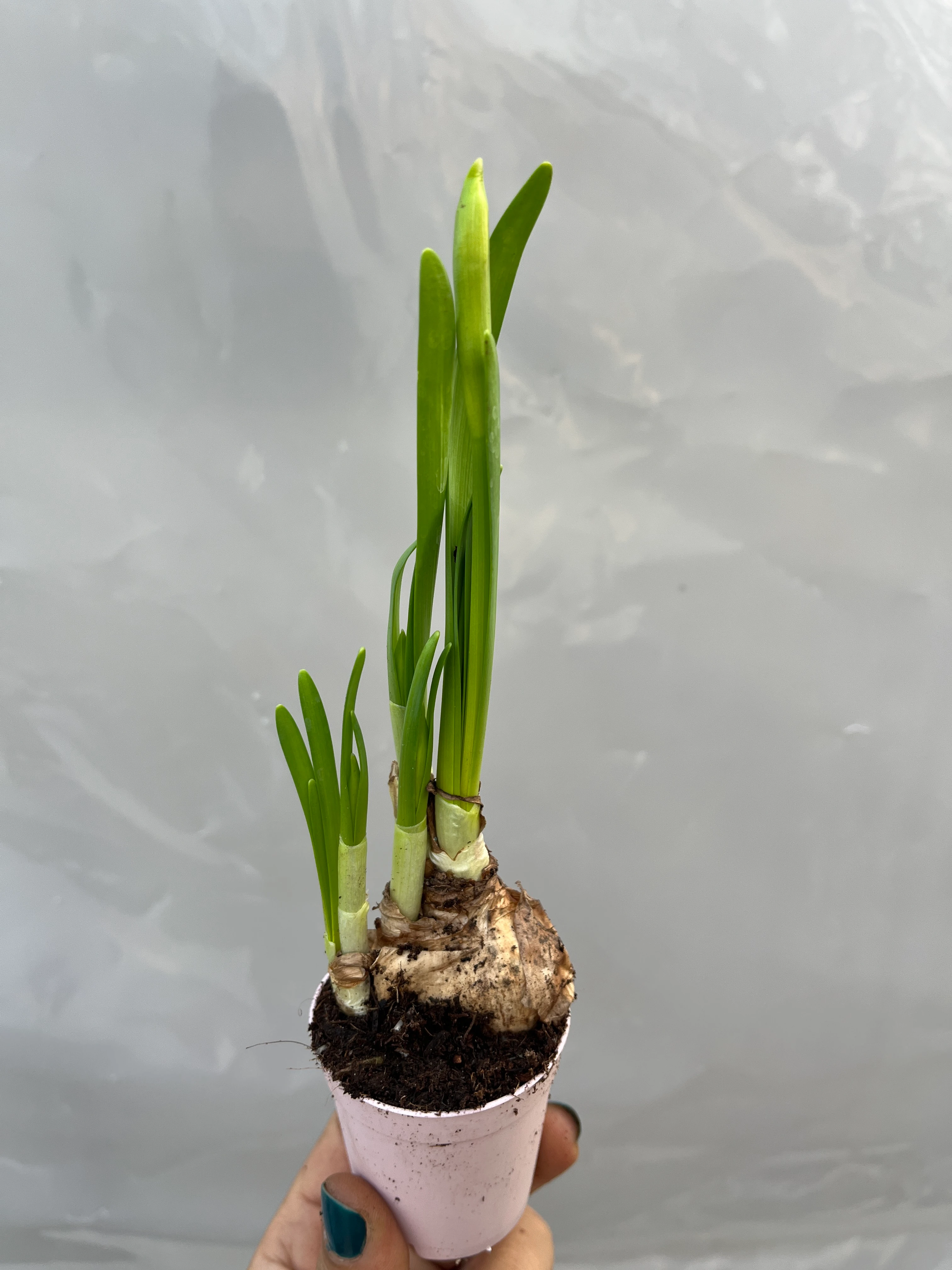 Nergis Soğanı Sarı Filizli