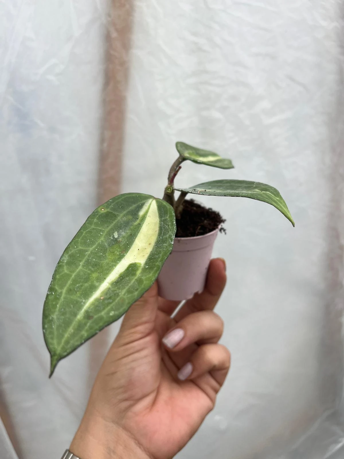 Hoya Macrophylla Pot Of Gold Mum Çiçeği 5,5lik Saksıda