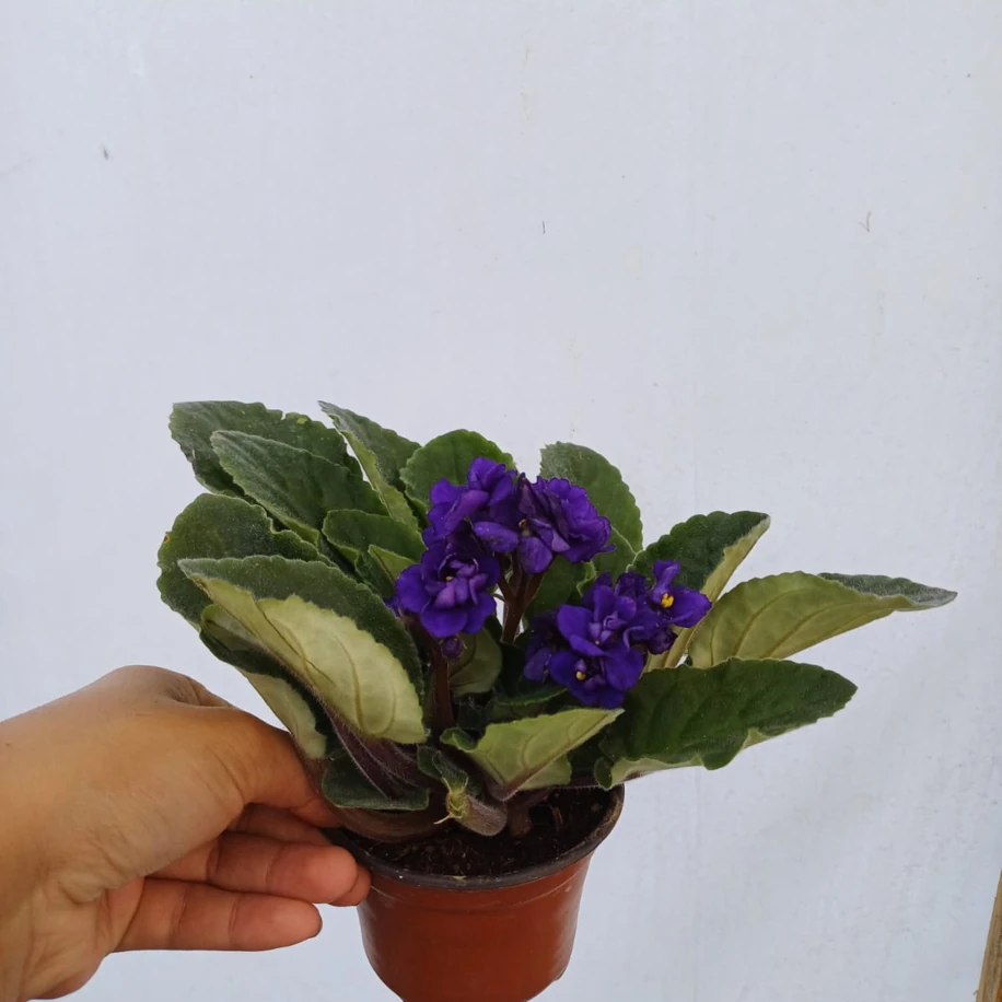 Afrika Menekşesi Mor