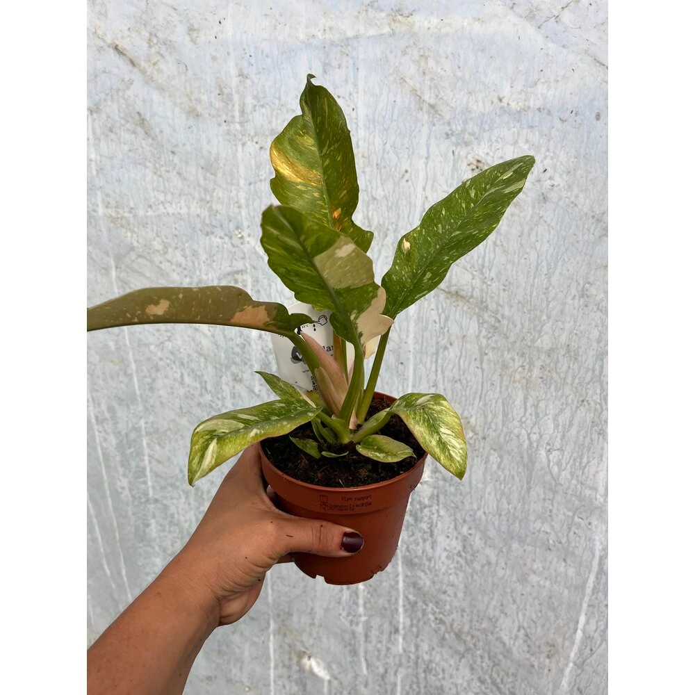 Philodendron Ring of Fire