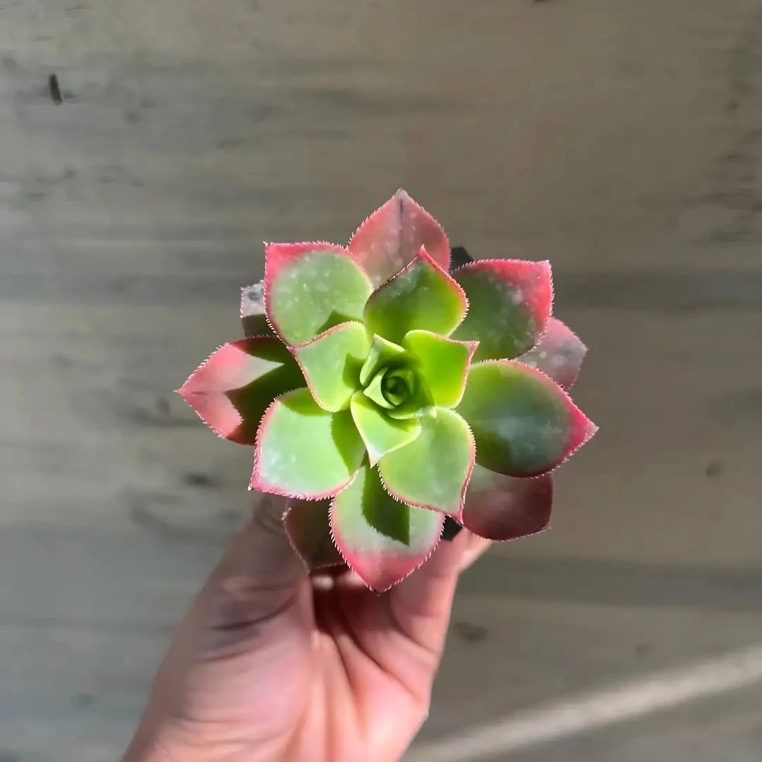 Aoenium HAWORTHİİ KİWİ