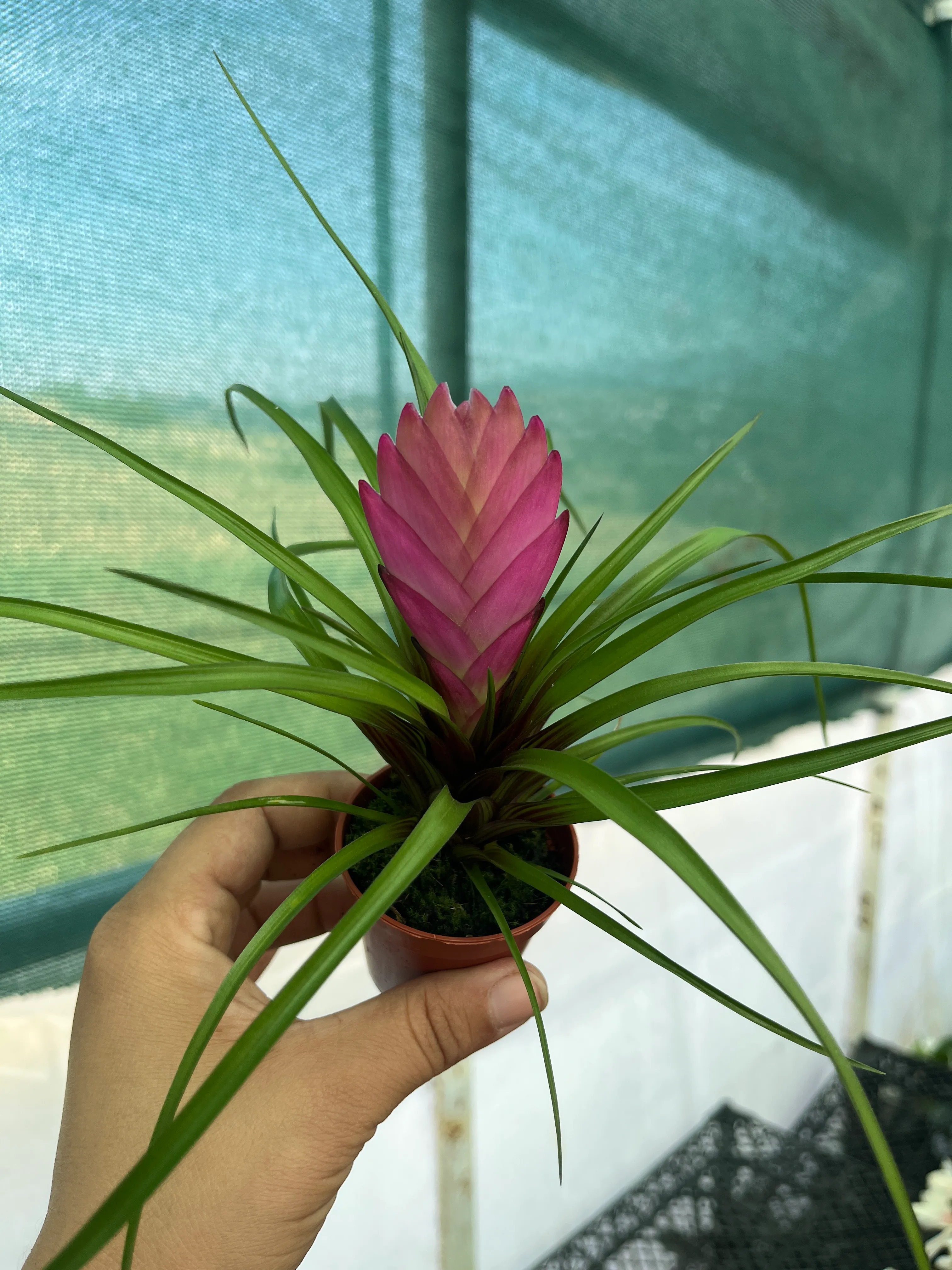 花ページ Hava Bitkisi 5,5lik saksıda Tillandsia cyanea