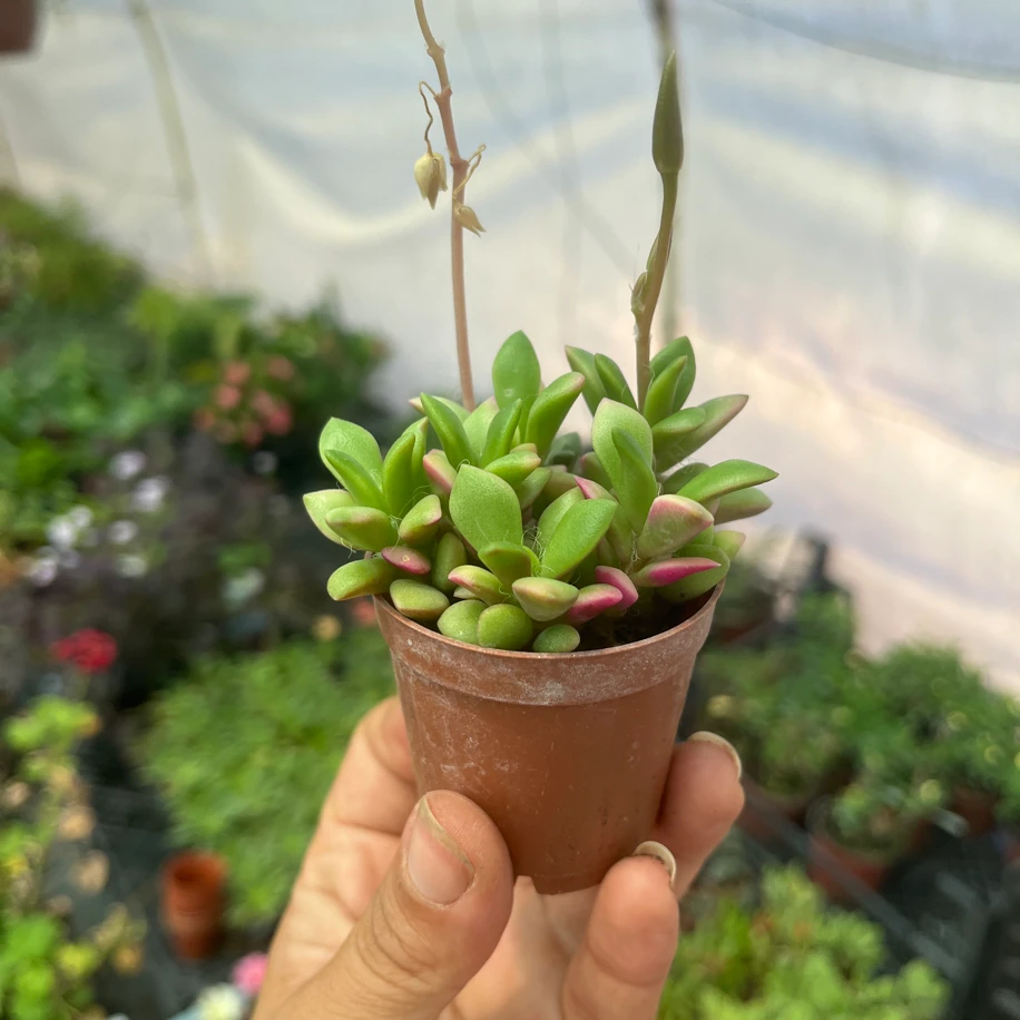 Anacampseros Telephiastrum Sunrise