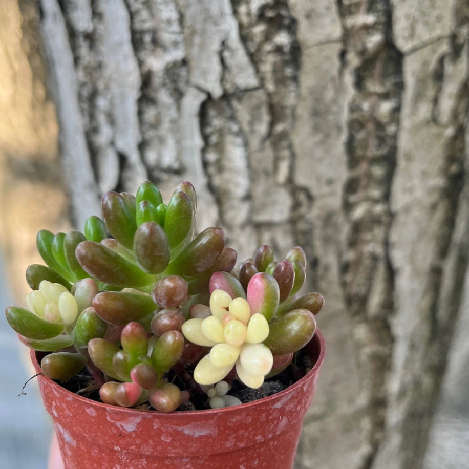 Jelibon Sukulent Variegata