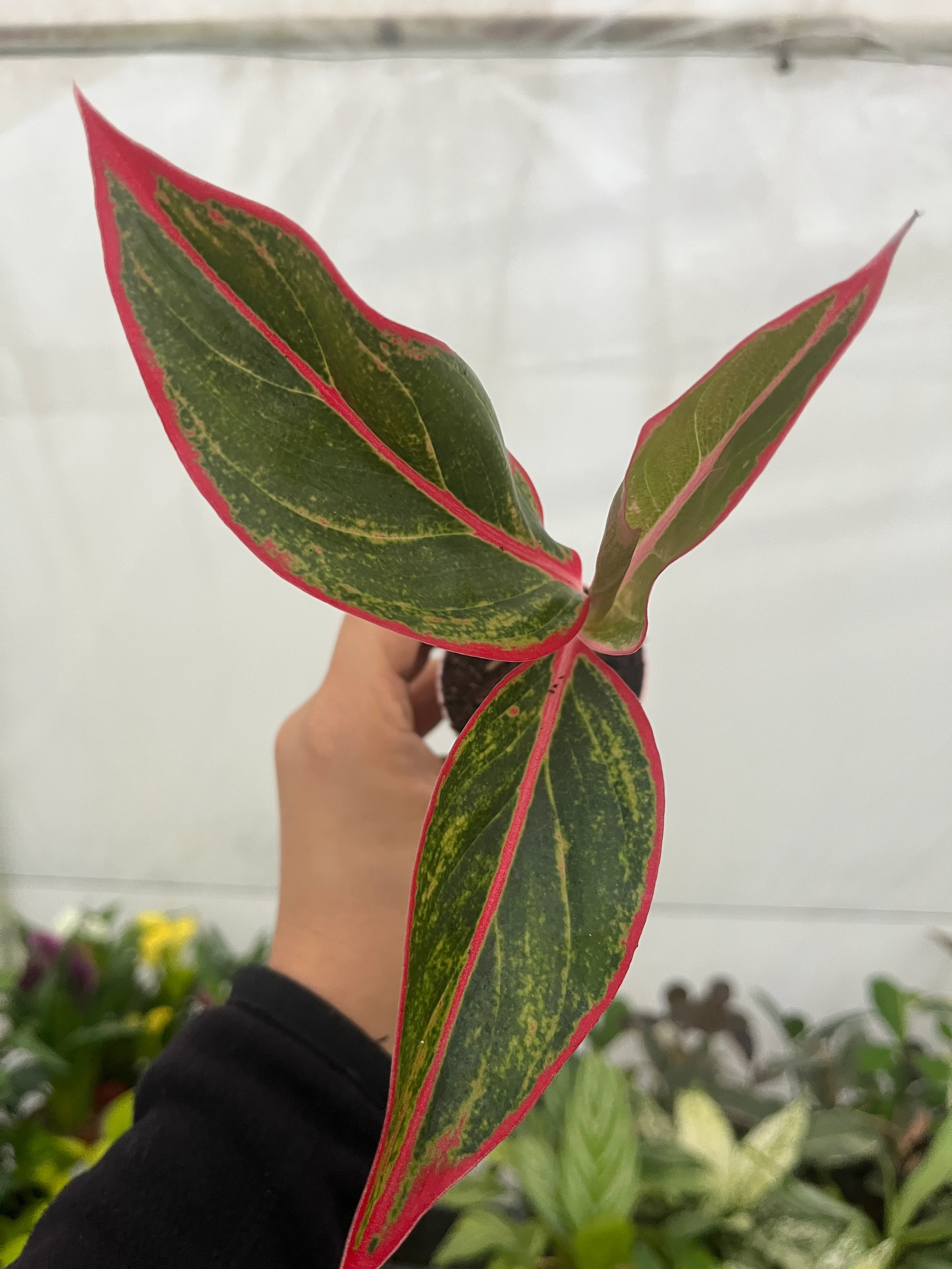 Aglaonema Red Crete Fide Boy