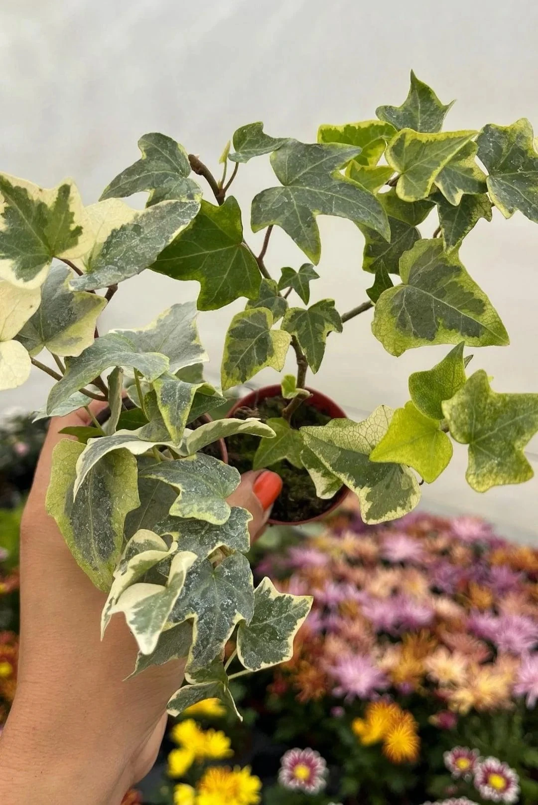 Hedera Helix Sarmaşık 2'li 5,5 lik saksıda
