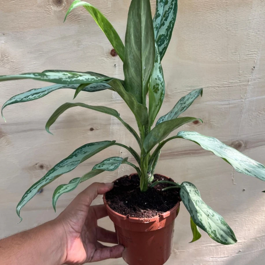 Aglaonema Çim Herdemyeşili