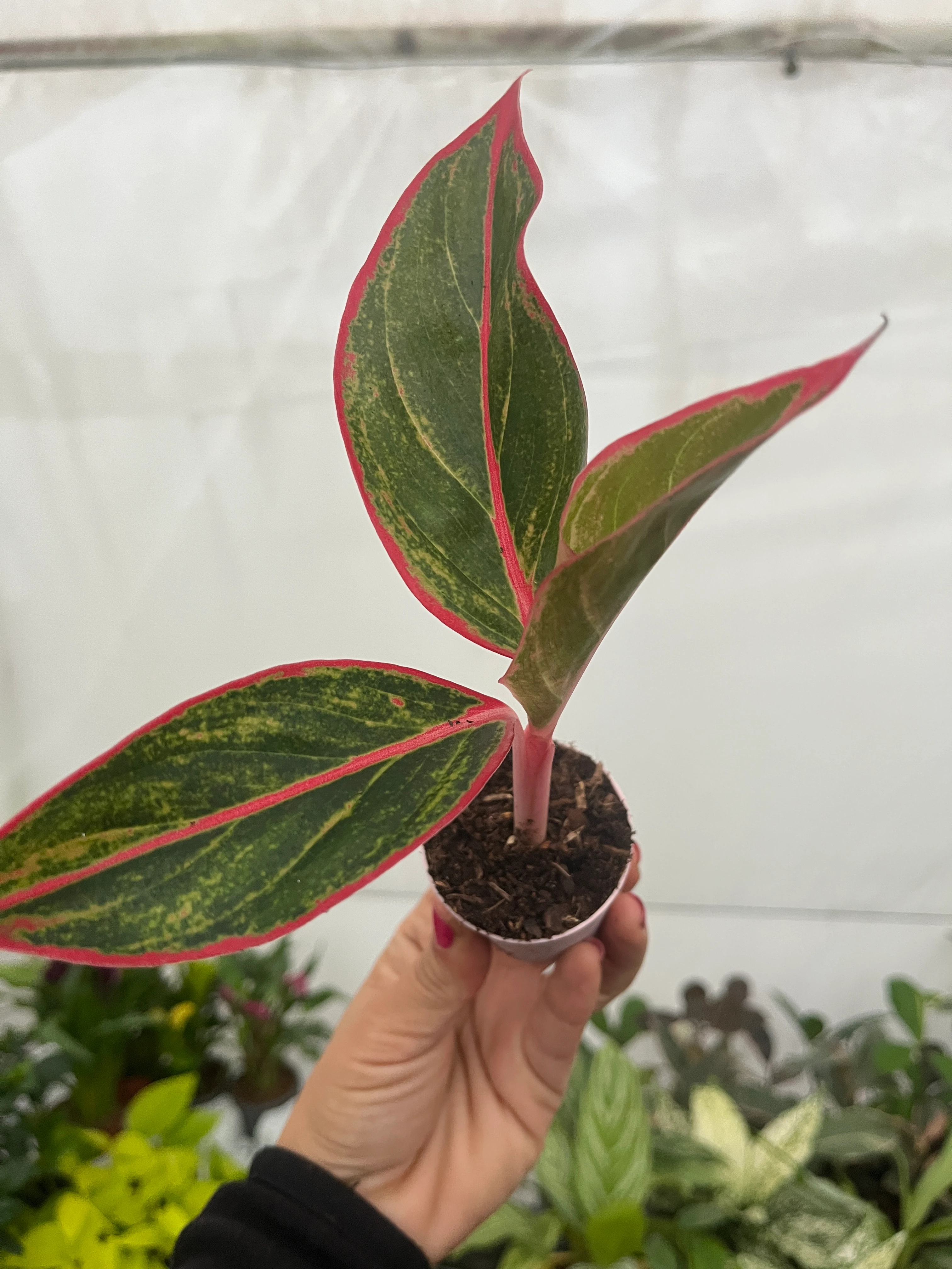 Aglaonema Red Crete Fide Boy
