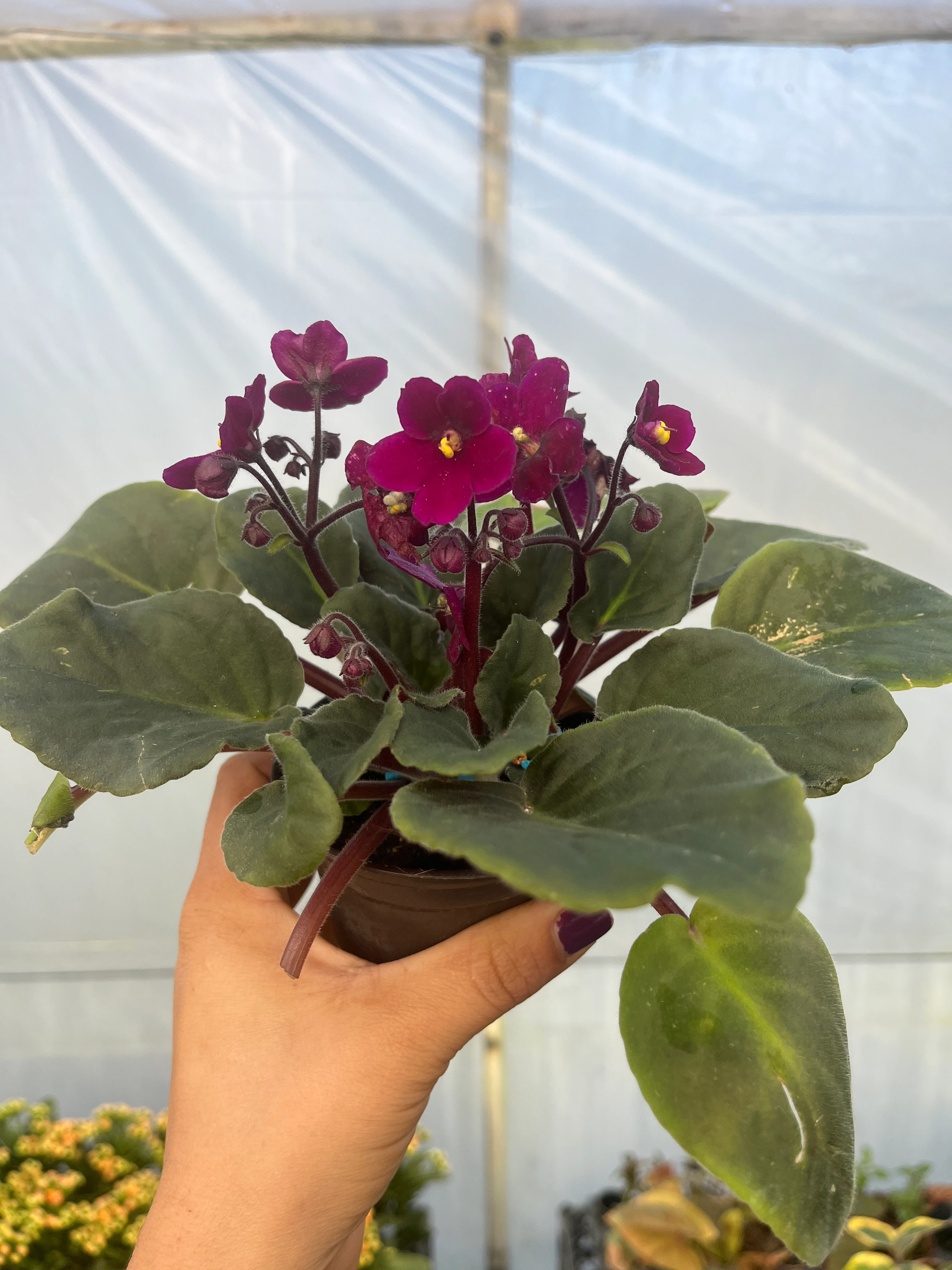 Afrika Menekşesi Fuşya